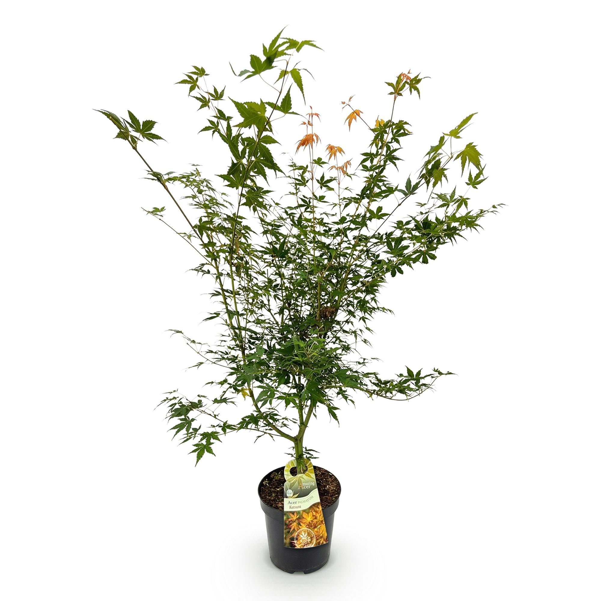 Acer Palmatum Katsura Pianta Esterno, Acero Verde, Vaso 26cm, Altezza 90cm