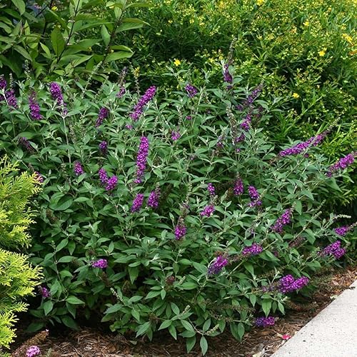 Miss Violet Butterfly Bush - Maceta de 4" - Buddleia - Ganadores probados