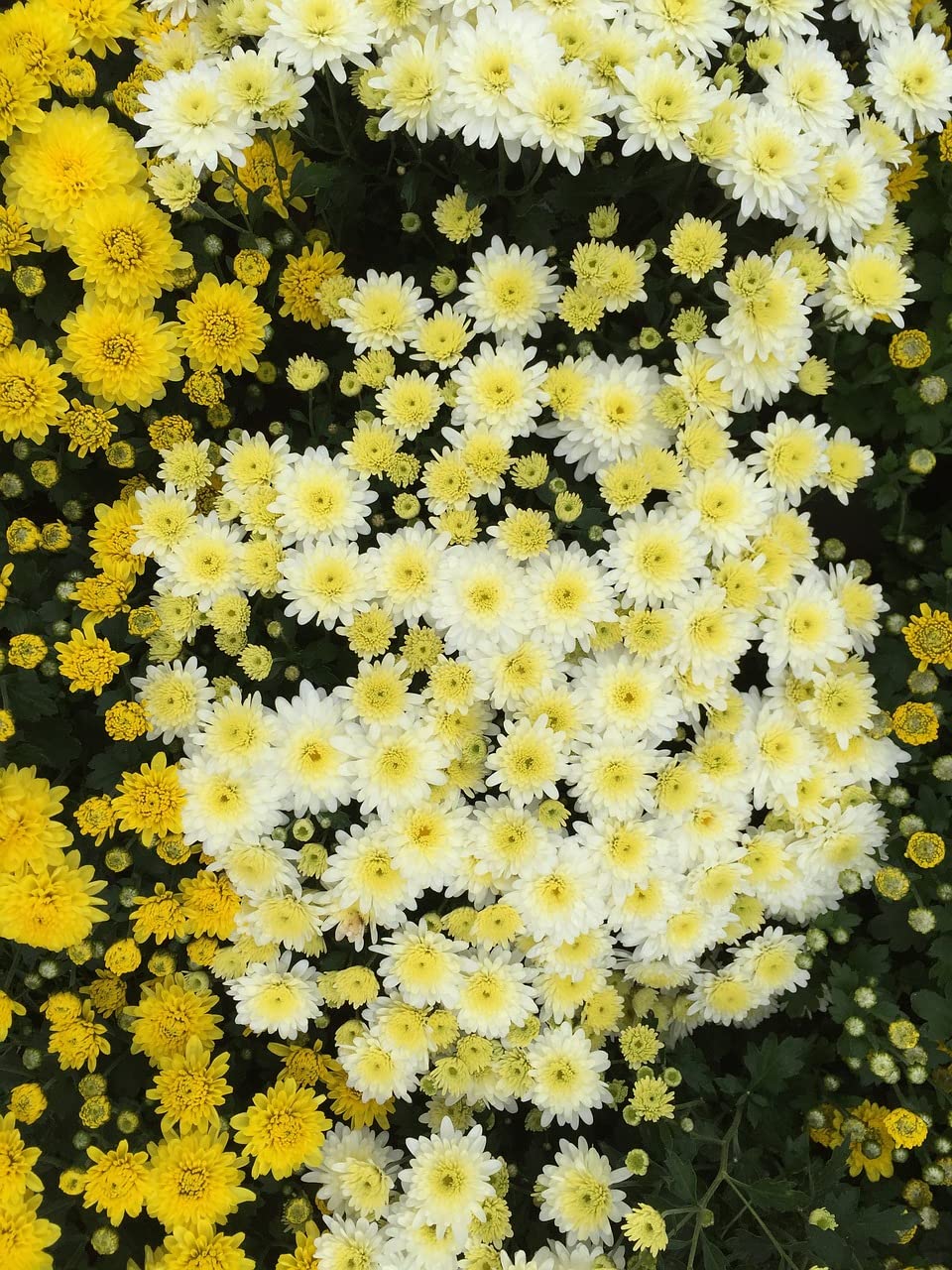 OL Seeds - Chrysanthemum Babuna Mix Flower Seeds (Pack of 40 Seeds) (B0BV3DLBYF) Amazon Price History, Amazon Price Tracker