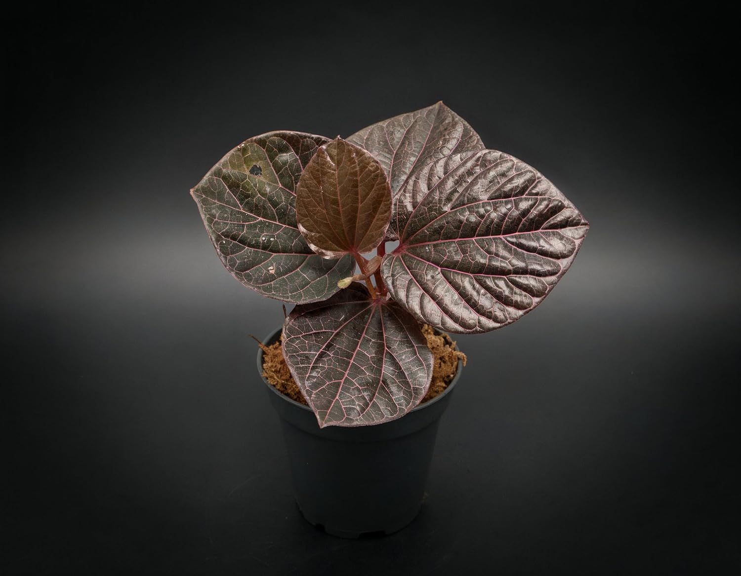 NatureHolic Terrarium Plant Piper Sp. Pink Veins - Young Plant with 4+ Leaves - Up to 100 cm Growth Height - Climbing Plant - Dark Leaves with Intense Pink Vein