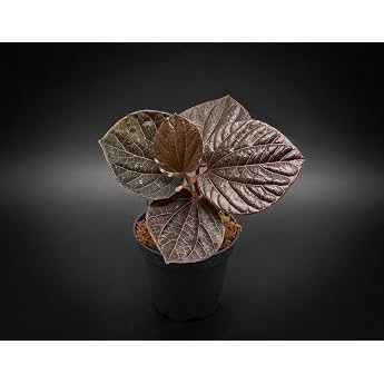 NatureHolic Terrarium Pflanze Piper sp. Pink Veins - Jungpflanze mit 4+ Bl ttern - bis 100 cm Wuchsh he - Rank- und Kletterpflanze - Dunkles Laub mit intensiver Pinker Aderung