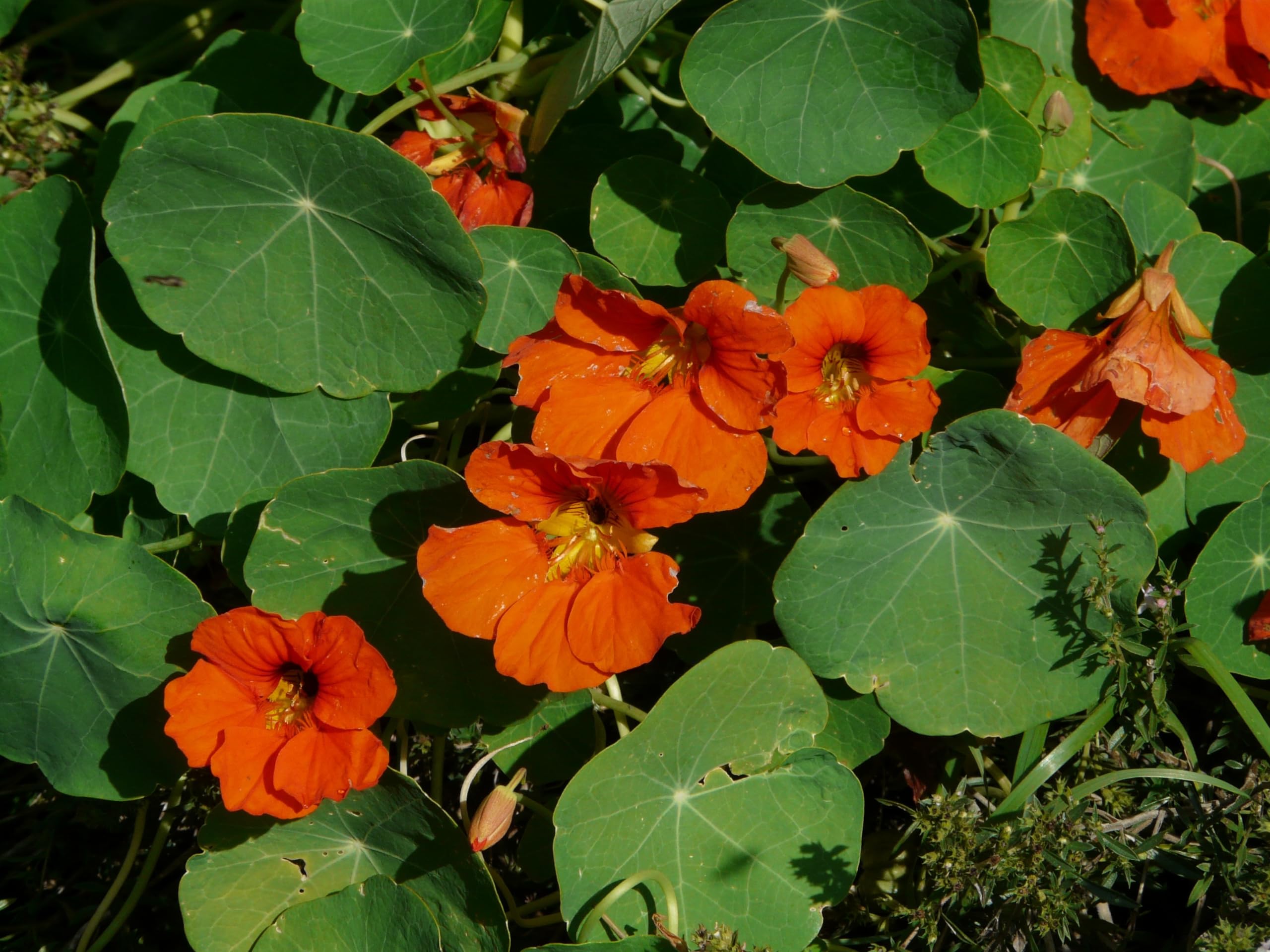 Kapuzinerkresse (Tropaeolum majus) Samen. Kletterpflanze, Heilpflanze, essbar (2000 Samen =250,0g)