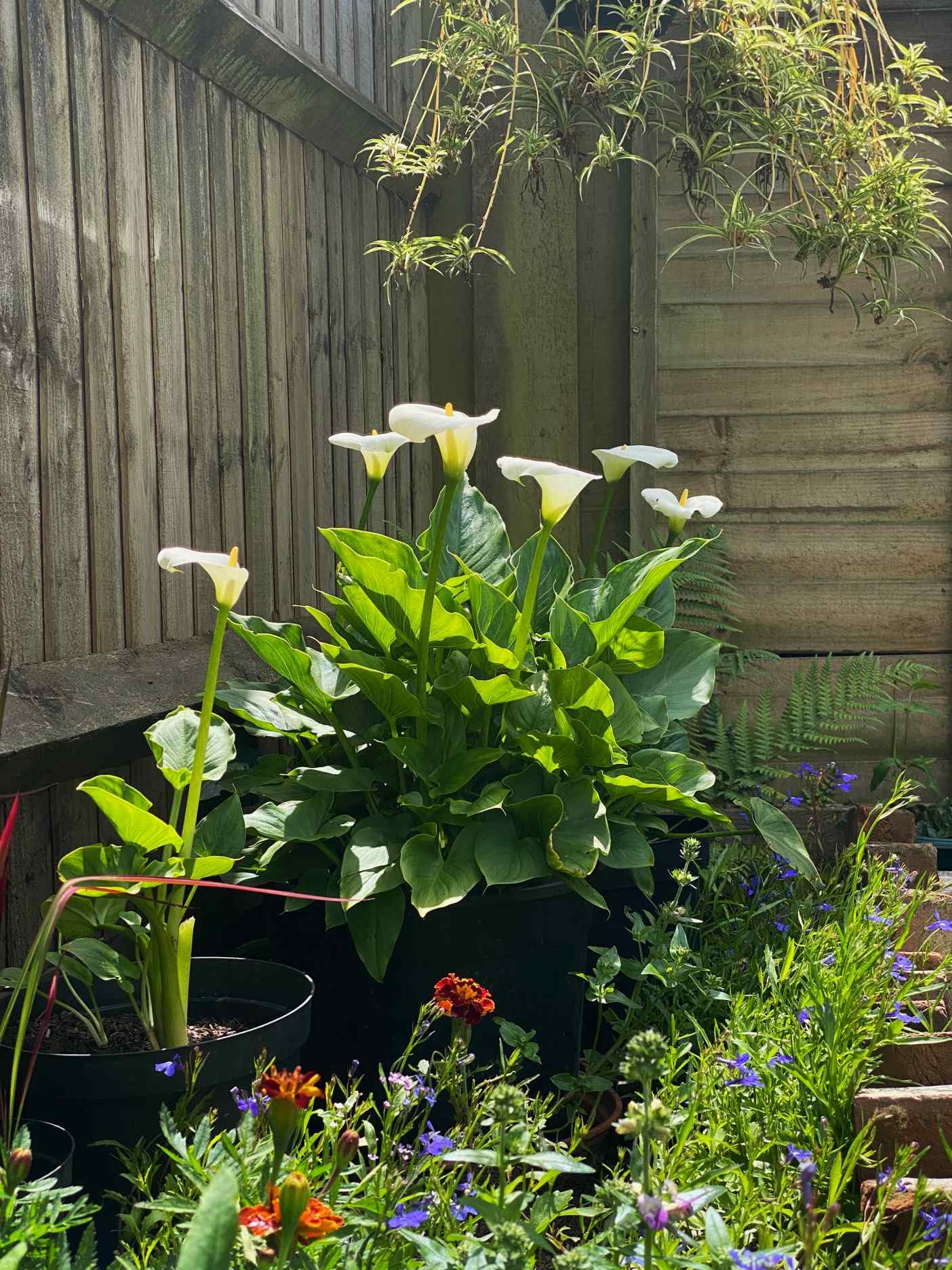 2X Arum Lily Flowers - Pretty White Garden Perennial