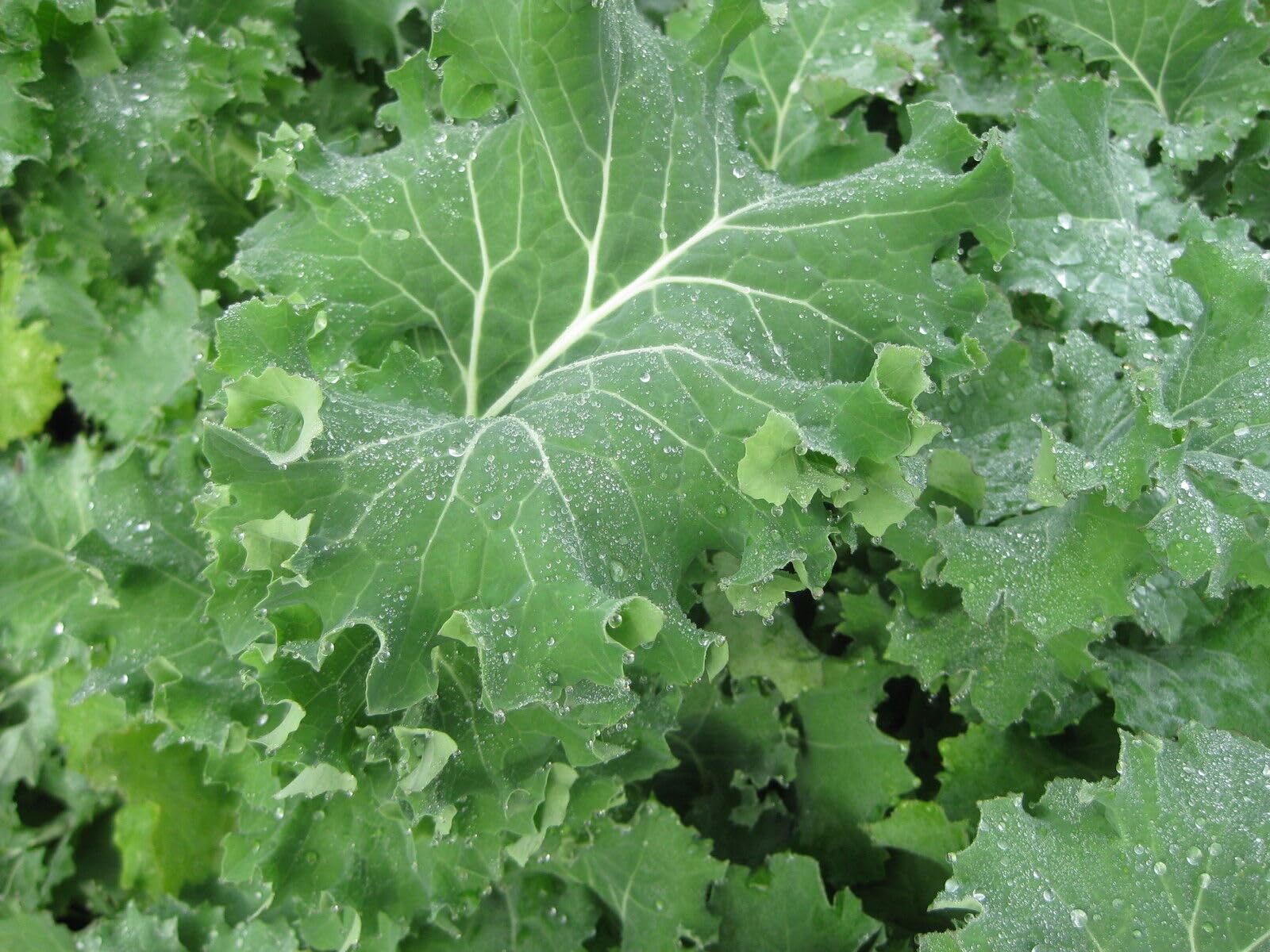 Buy4seeds Organic Kale Borecole Siberian 750 Seeds Easy to Grow Garden Yard Patio