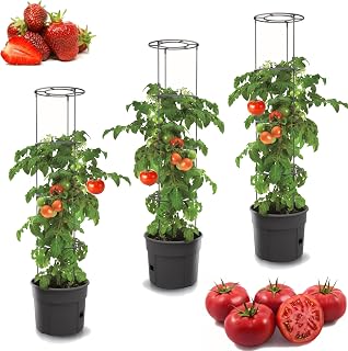 3 x tomato pots, planting pots, set of 3 pieces 12 l tomato growing pots boils, vegetables, tomatoes