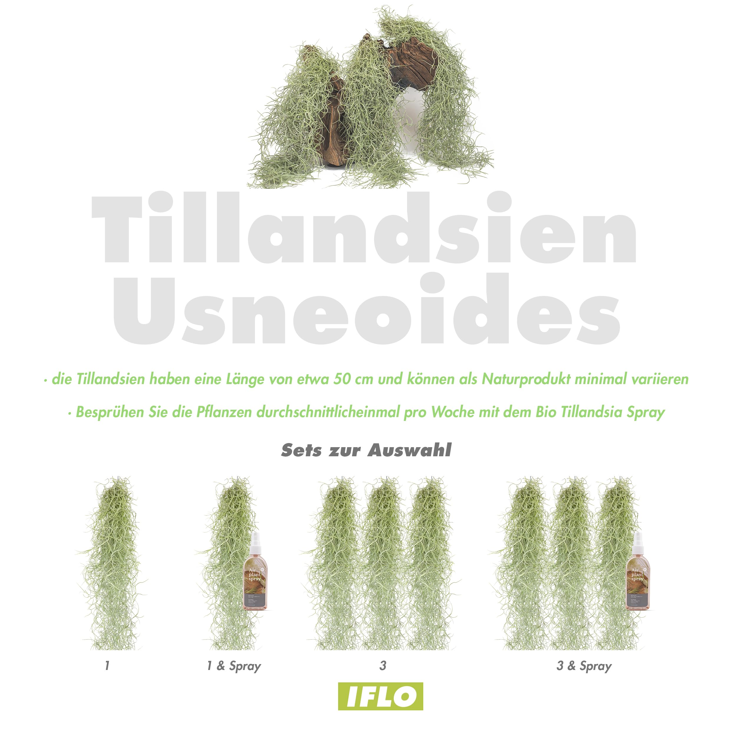 Tillandsia