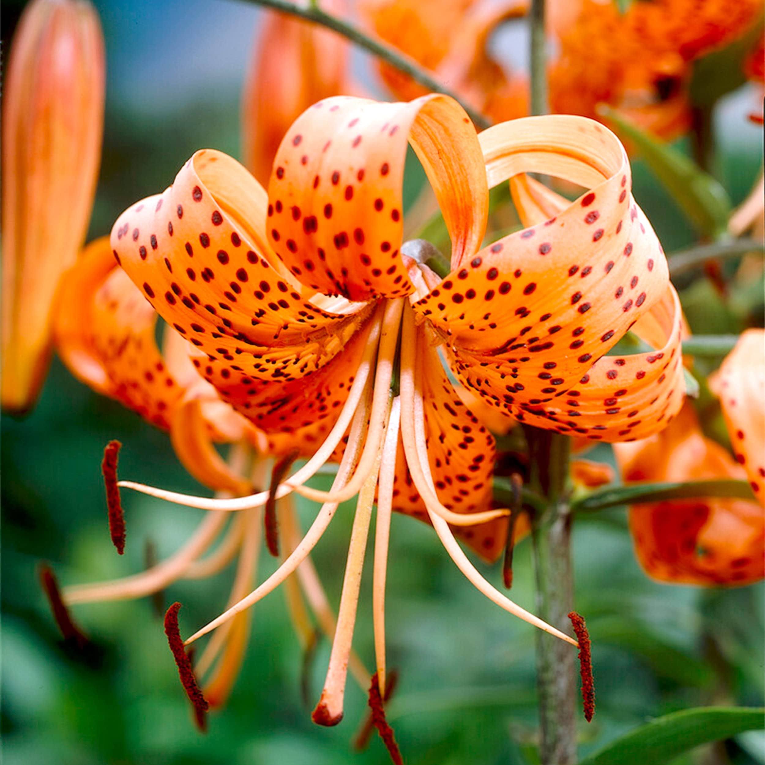 Garden State Bulb Splendens Tiger Lily