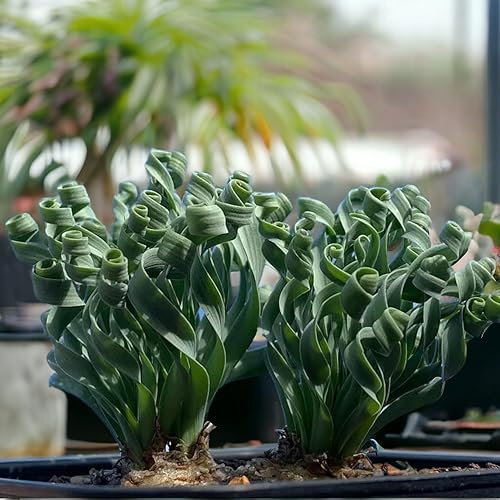 Miniatura 3 de 200 unidadesbolsa de suculentas verdes para bonsái y flores en maceta, vibrante delicia del jardín