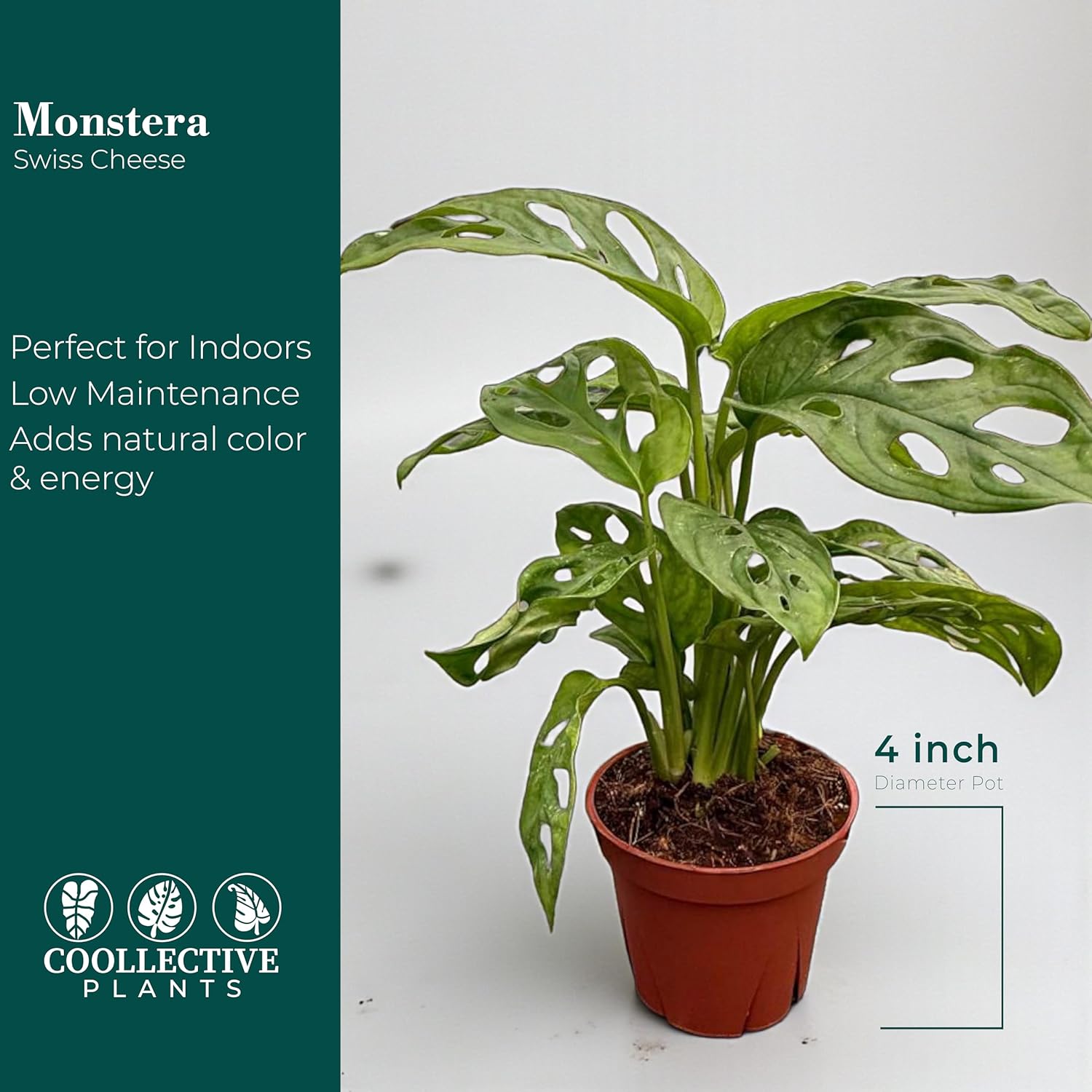 CoollectivePlants Monstera Swiss Cheese | Live Monstera Adansonii Plant in 6" Pot, Indoor Tropical Houseplant, Easy Care, Low Maintenance, Climbing or Trailing Vine