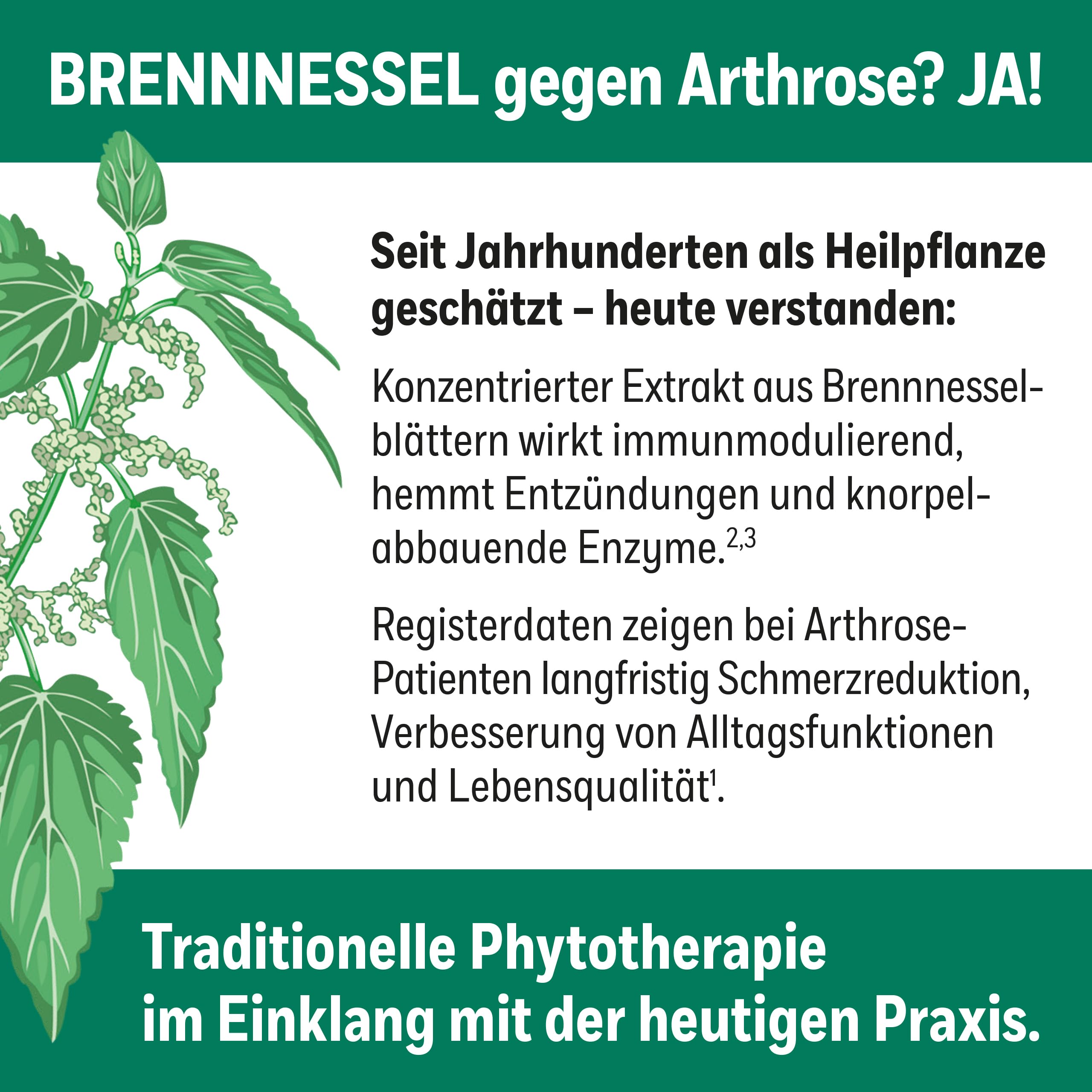 für rheumatische Beschwerden, Brennnesselblätter-Extrakt | rheumatische Beschwerden, Brennnesselblätter-Extrakt