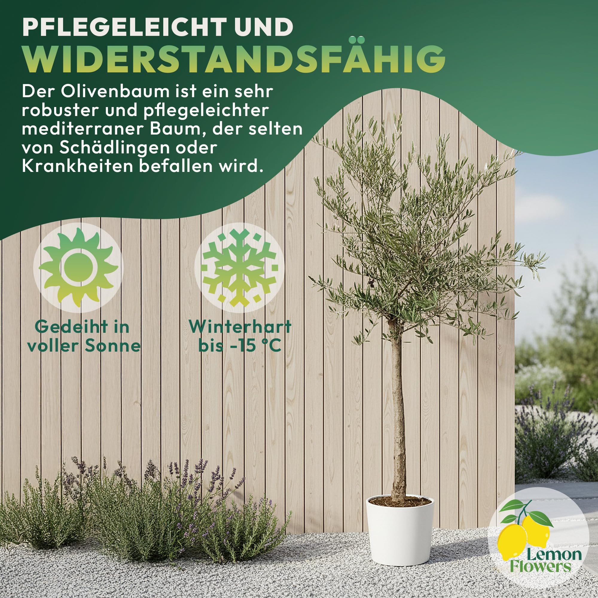 Olivenbaum Winterhart bis -15º - Olivenbaum echt XXL 180 cm - Olea Europaea - Oliven Baum mit Stammumfang 12cm-14 cm - Winterharte Kübelpflanzen Olive Tree