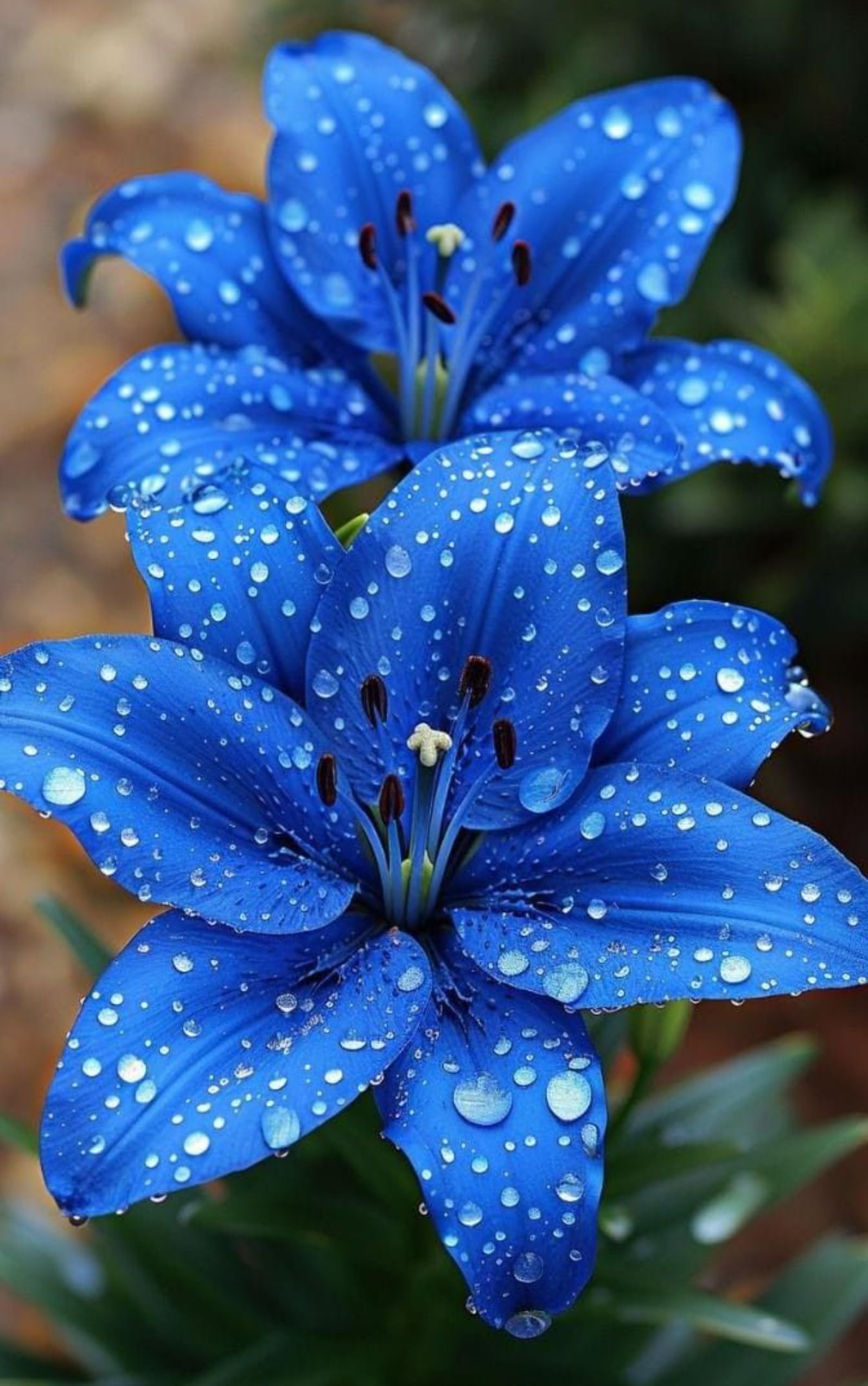 Perennial Lily Plants- Fragrant & Rare Beautiful Lily Bulbs- Ideal for Rockeries、Borders、Indoor & Outdoor Excellent Displays-4bulbs-D