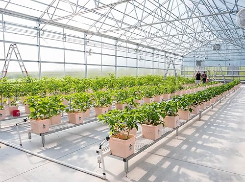 Miniatura 5 de Pepper Joe's Semillas de pimiento jalapeño gigante, paquete de más de 50 semillas exclusivas de pimiento picante, cultivadas en Estados Unidos,