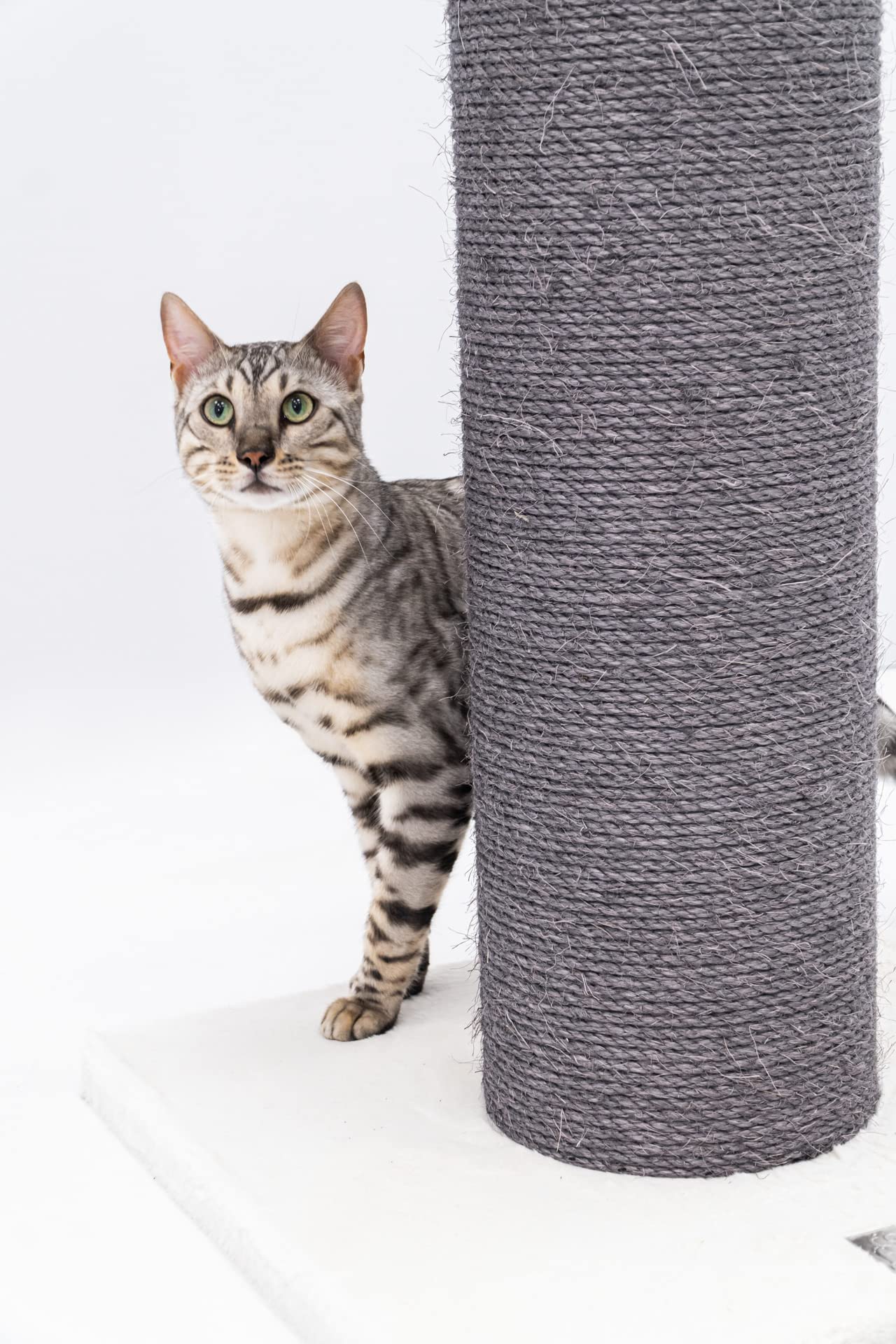Petrebels XXL Kratzstamm Robust, Grosse Katzen, Savannah 86, Off-White | extrem stabiler Kratzsäule, Ø 20 cm Stamm, 86 cm hoch, für große Katze, Maine Coon, Ragdoll, Natur-Sisal, dicke Bodenplatte