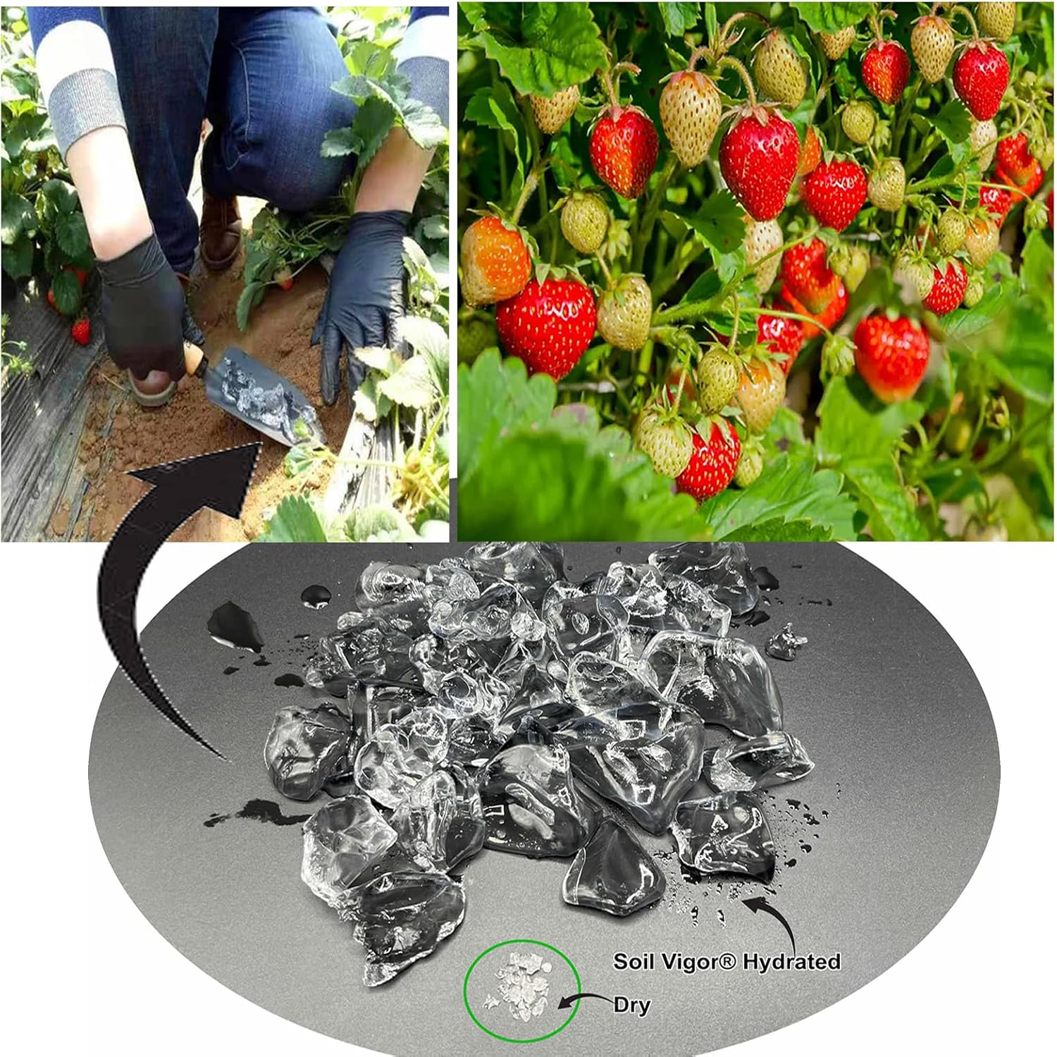 The Ultimate Super Absorbent Polymer for Thirsty Plants - Reduce Watering, Boost Growth, and Save Water 5 Pounds