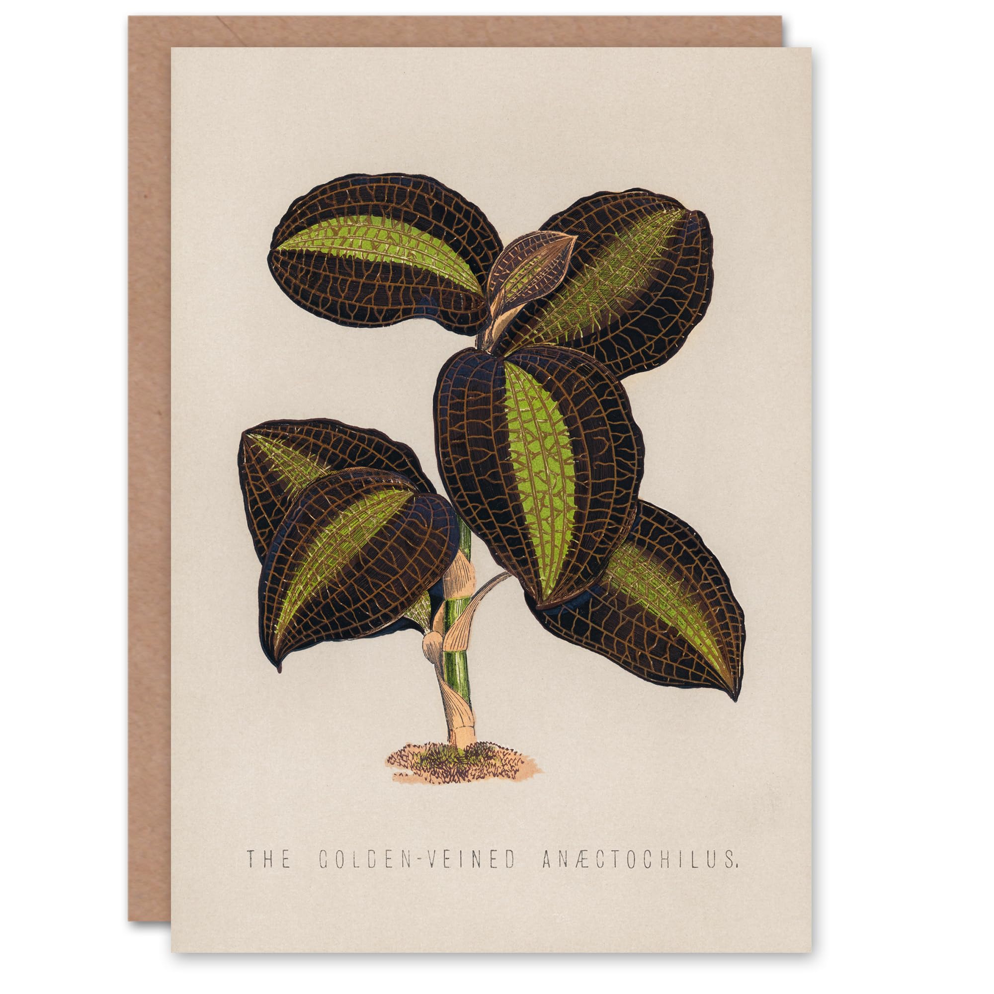 Artery8 Vintage Botanical Art Card The Golden Veined Jewel Orchid