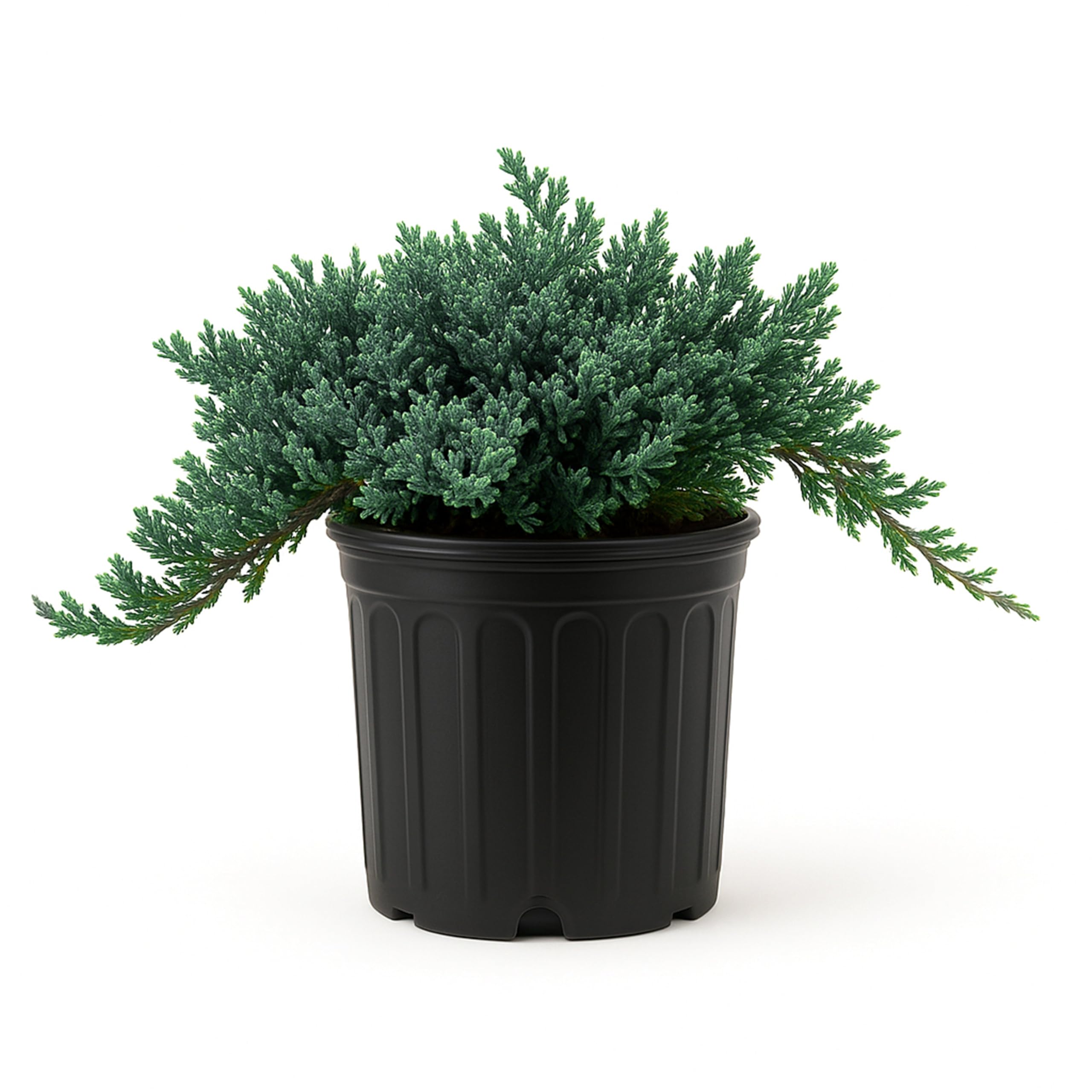 Blue Rug Juniper Wiltonii