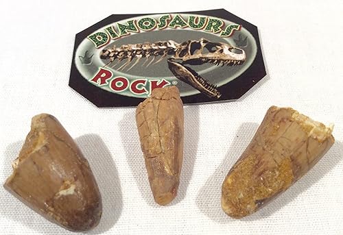 Miniatura 2 de DINOSAURS ROCK Diente fósil de dinosaurio de espinosaurio genuino - 12"-1"