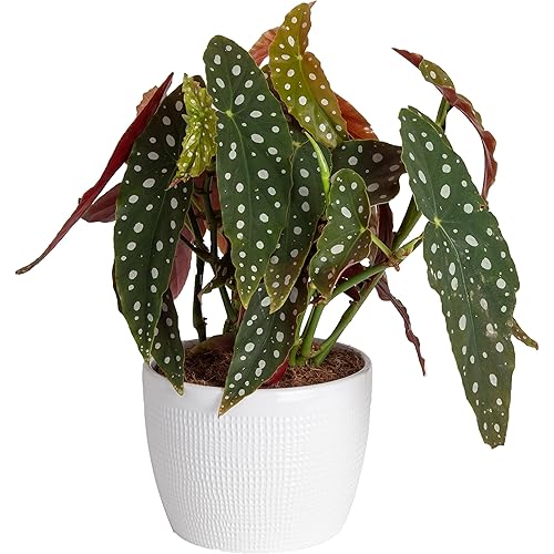 Costa Farms Live Indoor Trending Tropicals Begonia Maculata Plant, 14-Inch Tall, White Décor Pot