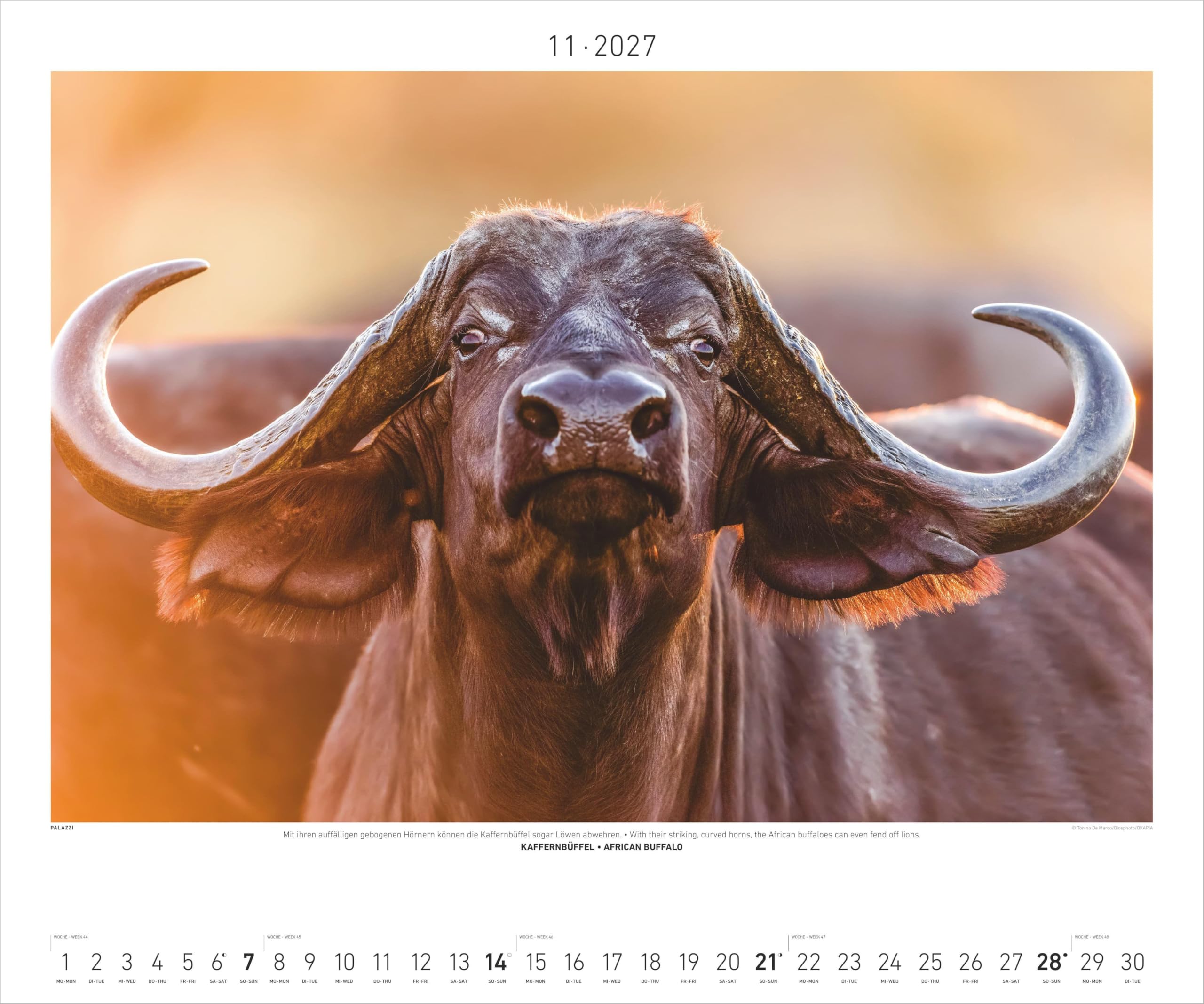 Hautnah - Afrikas Wildnis 2027: Wandkalender 60x50 cm mit 12 Tierfotografien und humorvollen Bildunterschriften
