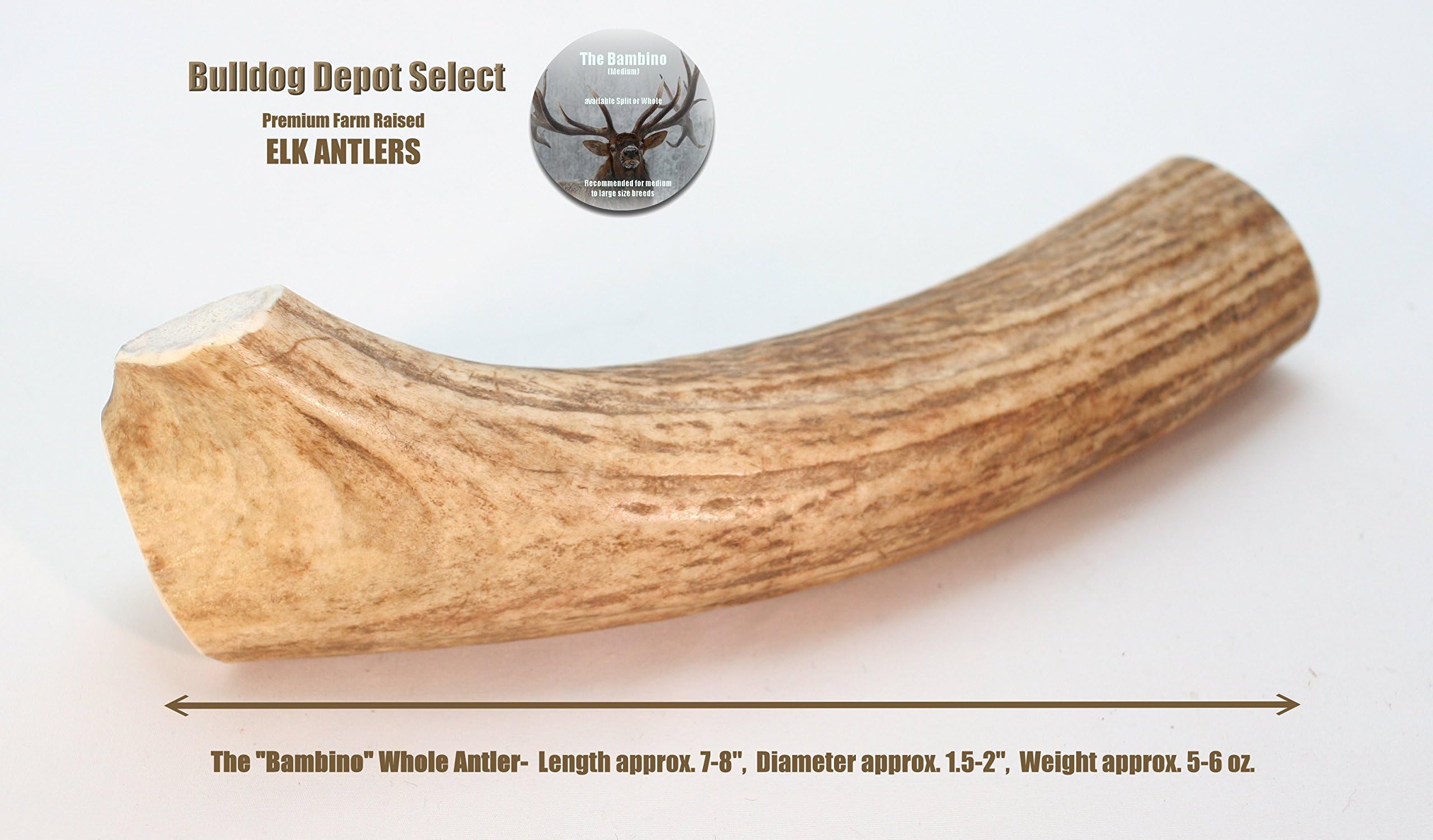 Bulldog Depot Select Premium Farm Raised Elk Antlers (Whole, Bambino (Approx. 7"))