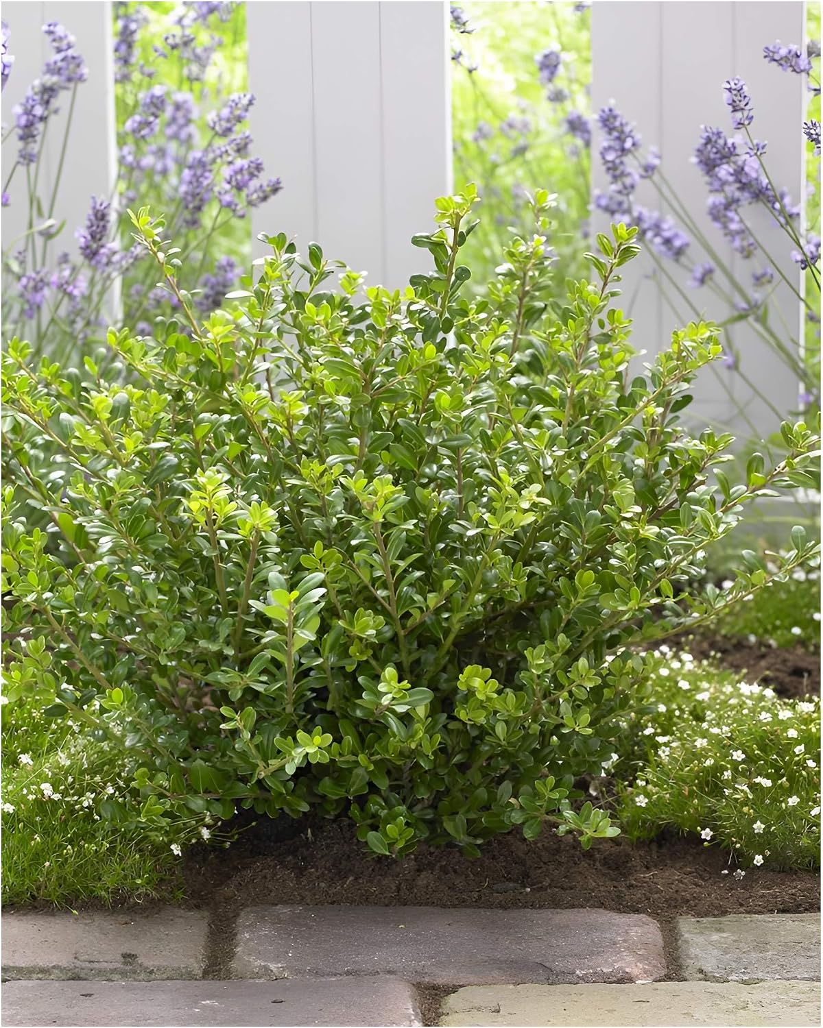 Stauden G nge 100 x Ilex Crenata Glory Gem Japanese Mountain Ilex Evergreen boxwood replacement for sun to partial shade perennial cut safe 9 x 9 cm pot