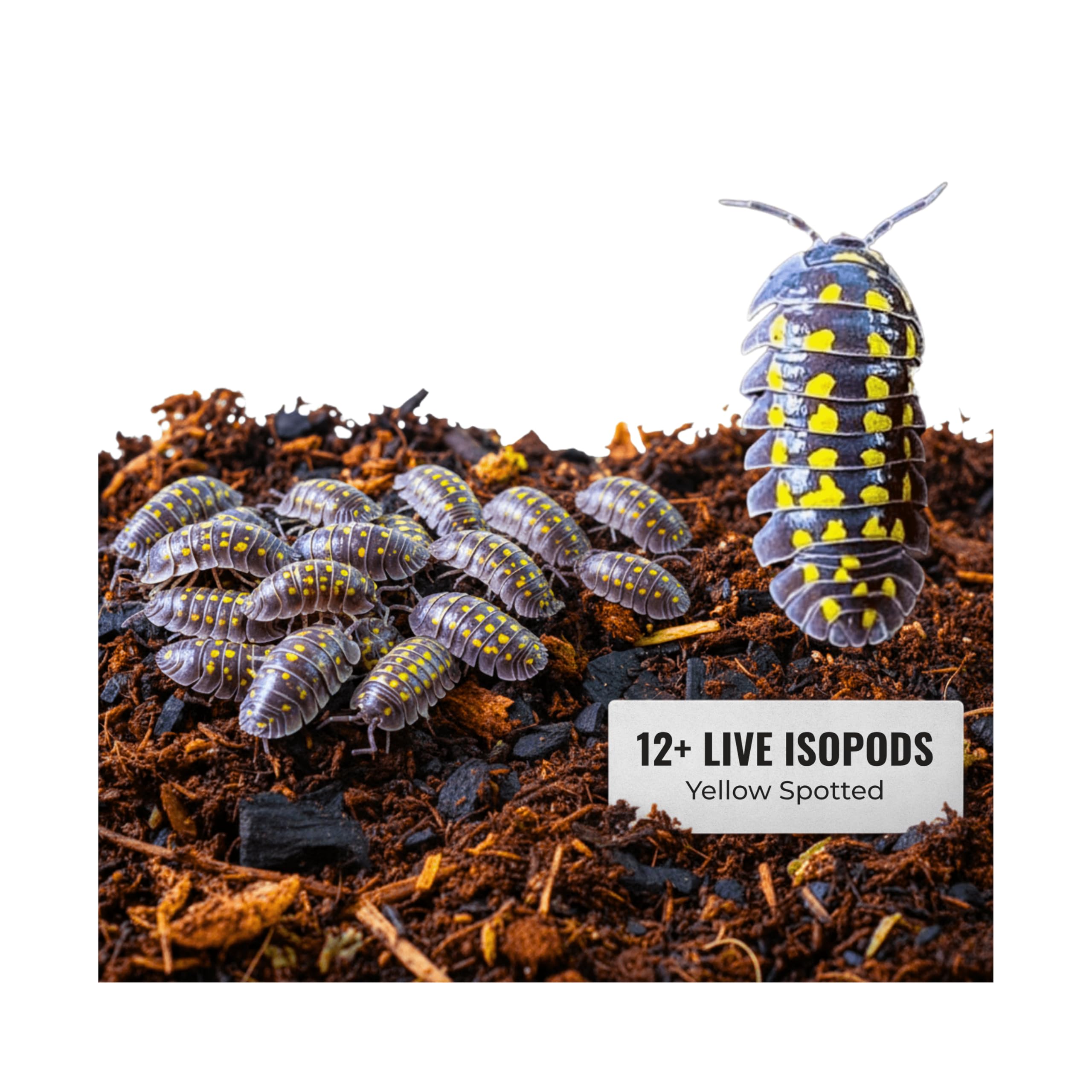 12+ Armadillidium Yellow Spotted Gestroi - Live Isopods for BioActive Terrariums, Vivarium Clean-up Crews, and Reptile Food