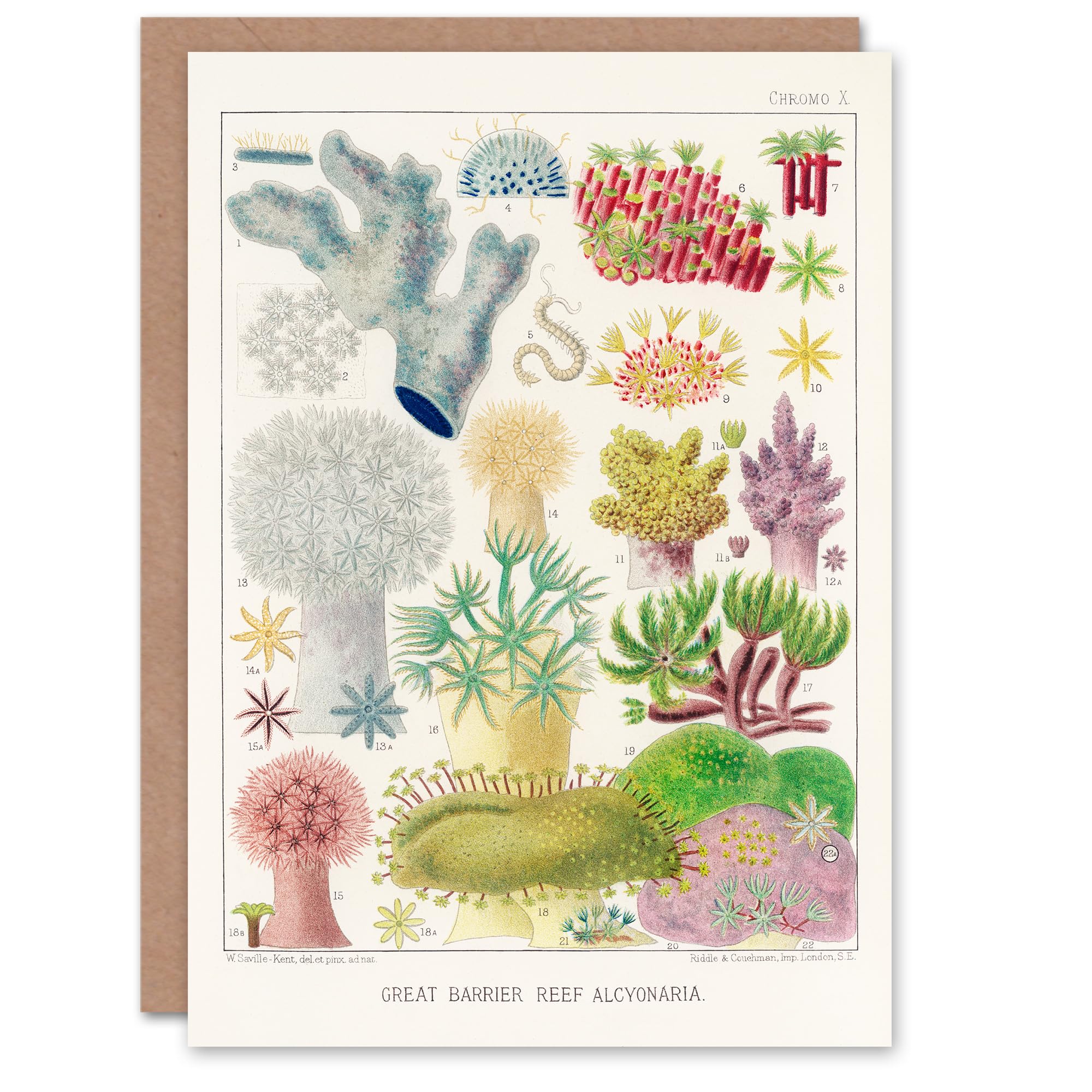 Artery8 William Saville Kent Art Card Great Barrier Reef Alcyonaria