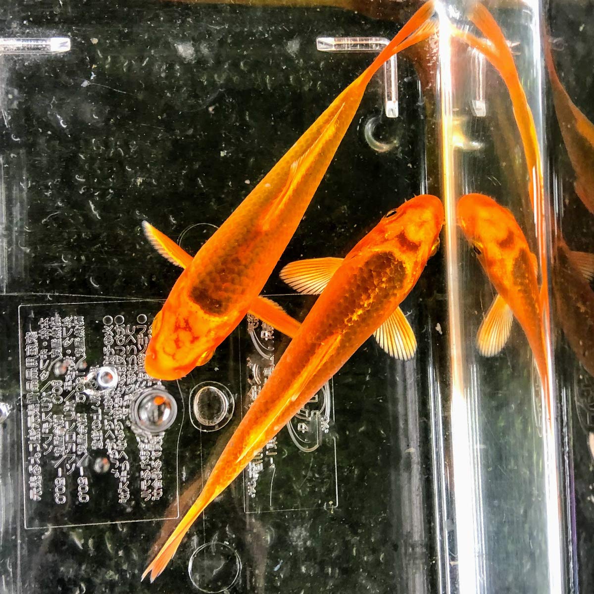 Amazon | （錦鯉）金松葉（1匹）【生体】 | 川村淡水魚販売 | 観賞魚