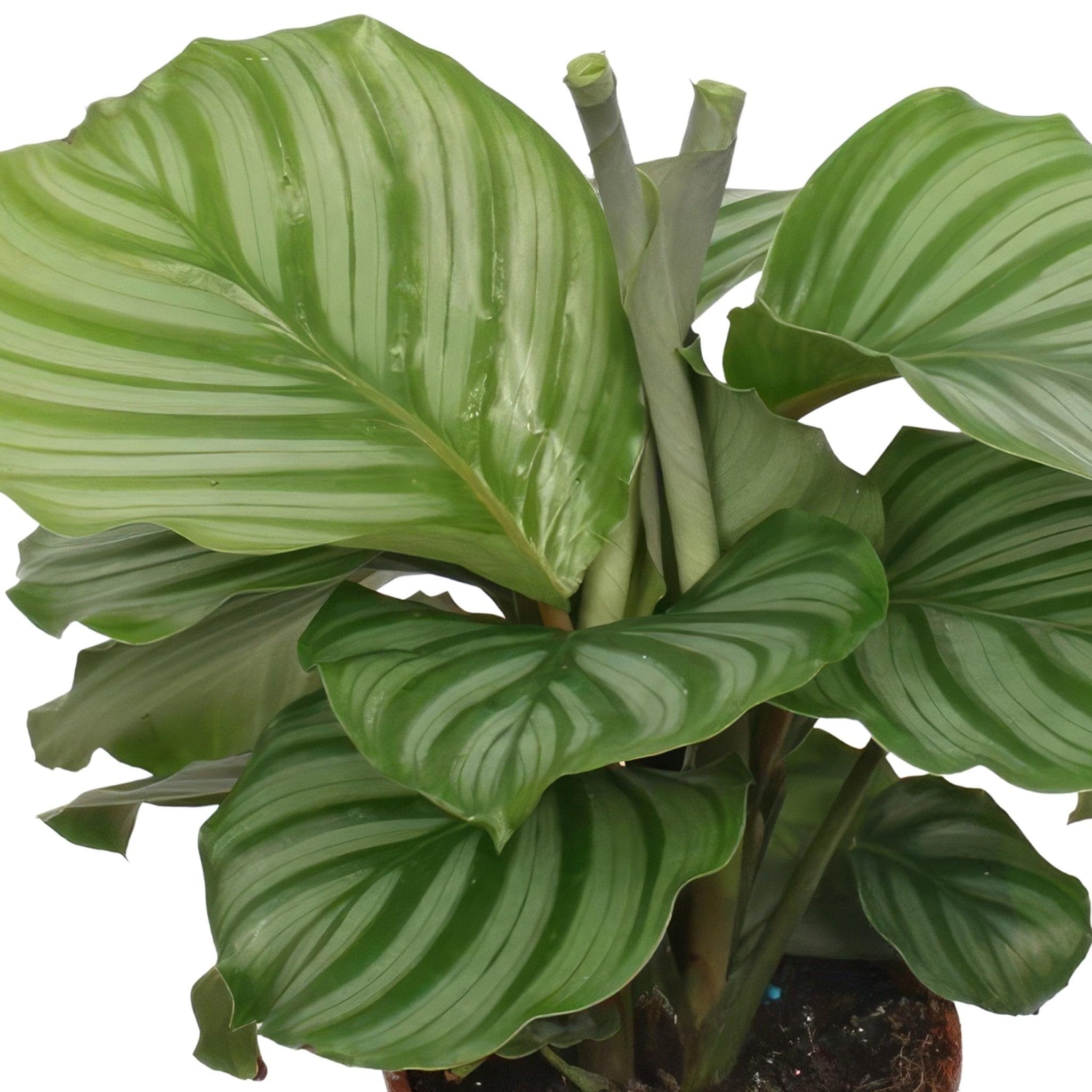 La Green Touch - Calathea Orbifolia - Plante d'intérieur - Pot 17cm, Hauteur 60 cm