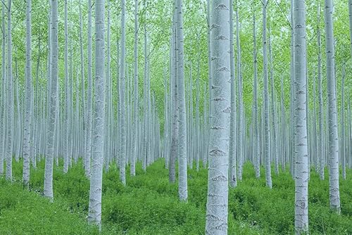 Semillas de álamo blanco para plantar, 30 semillas, impresionante árbol de hoja blanca, árbol de crecimiento rápido