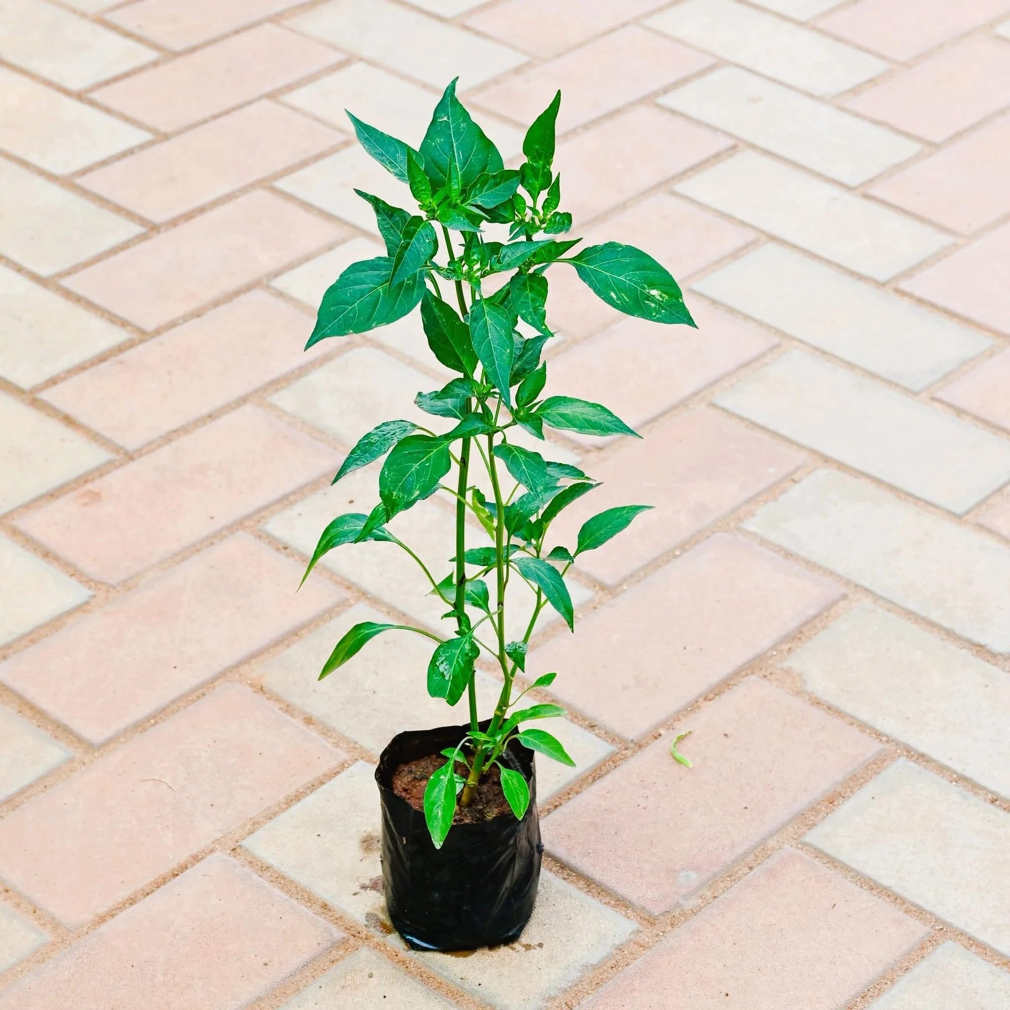 Live Green Chilli Plant - Home Garden & FREE SHIPPING -1