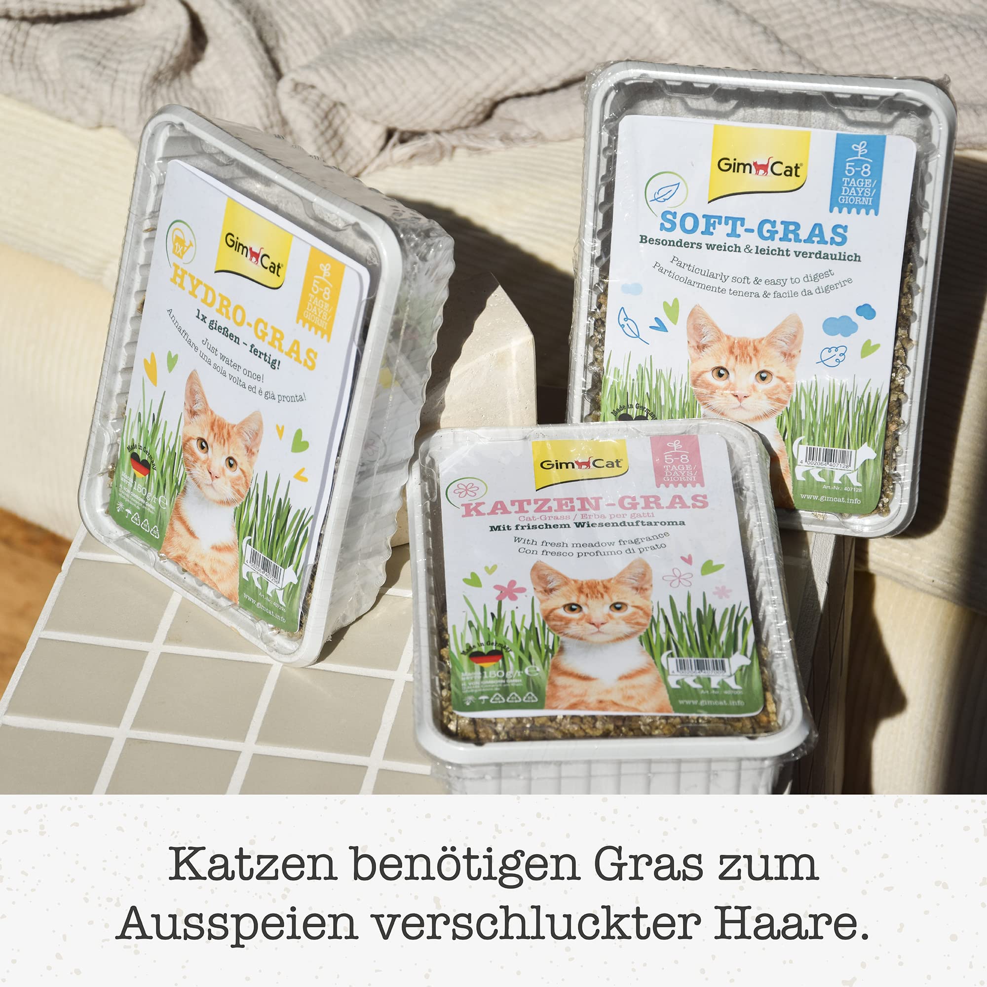 GimCat Erba per gatti con aroma di prato, Miscela da coltivazione controllata con coltivazione rapida 1 vaschetta, 1 x 150 g