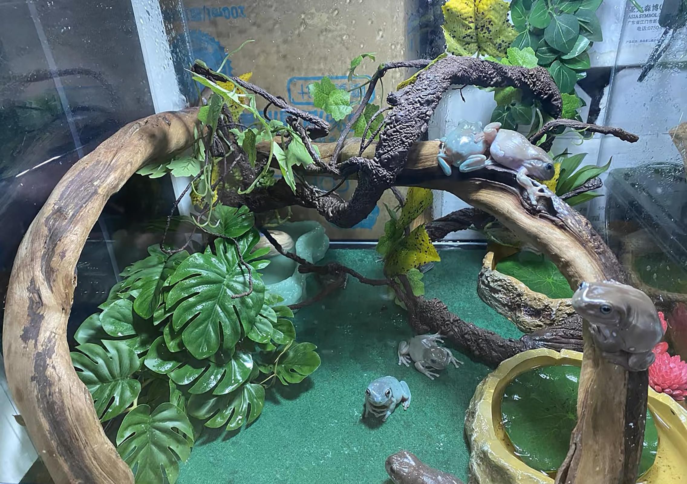 ▷ Gecko Crestado 🦎: el Gecko favorito como Mascota | Geckopedia, image size:2272x1600