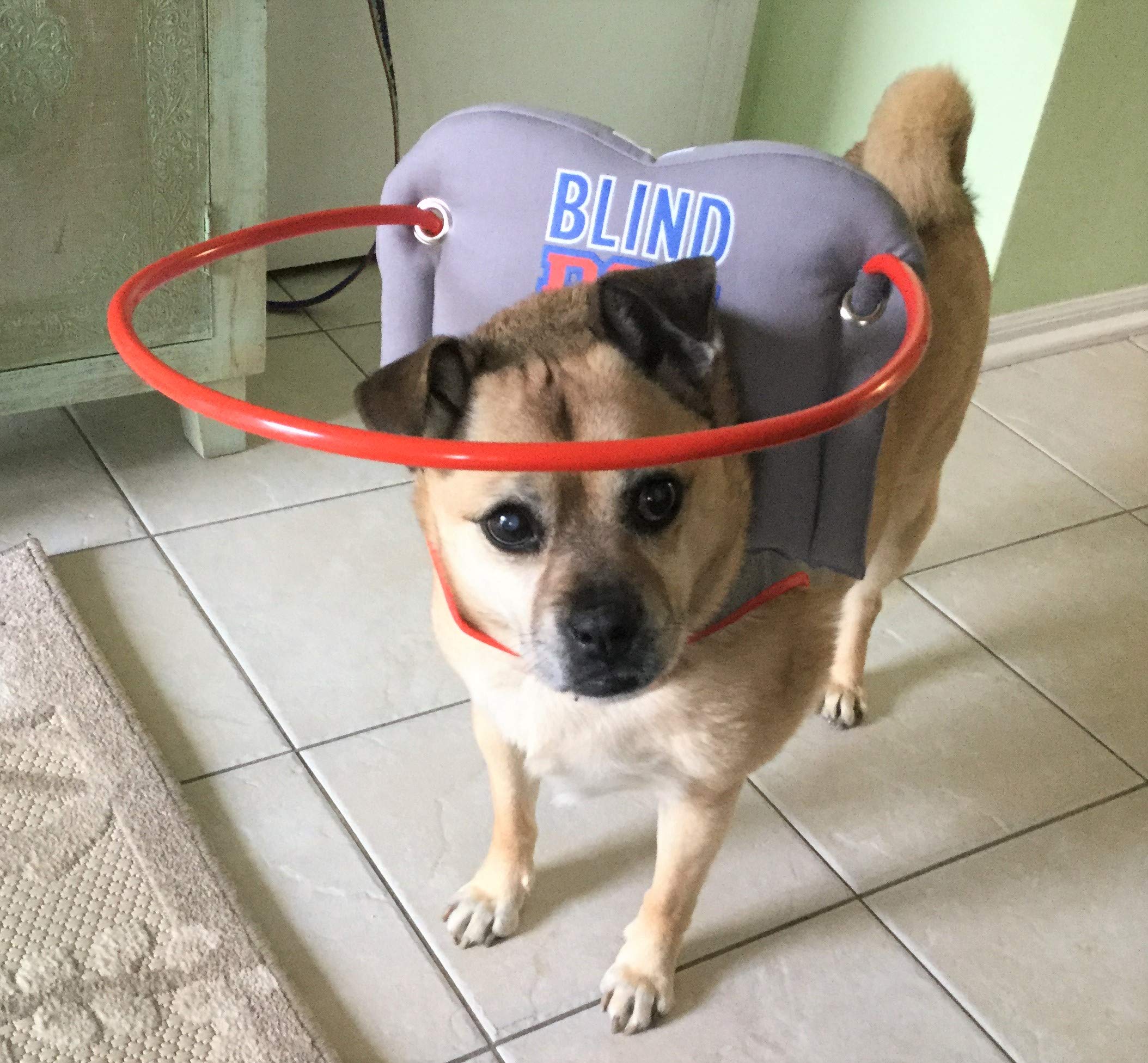 water fountain for blind dogs
