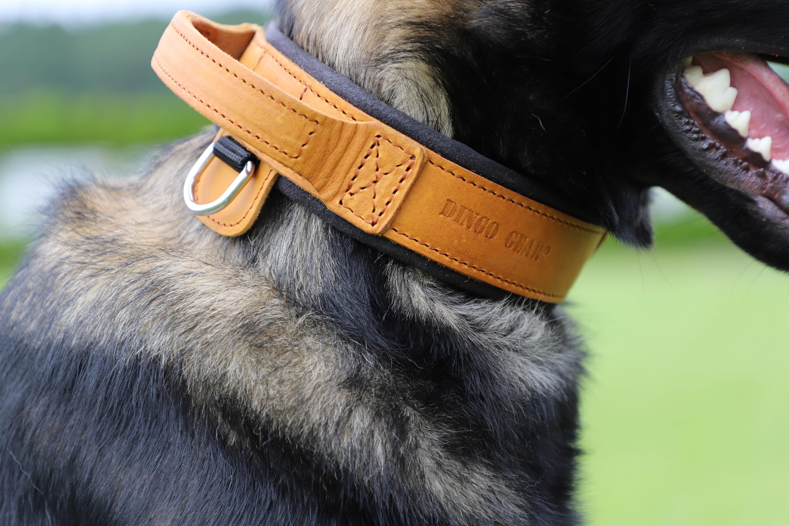 Dingo Gear Collar para Perro Drago de Cuero, Amortiguado con Asa Ancha y Fuerte, Hecho a Mano, Circunferencia del Cuello 40-48 cm, para Entrenamiento y Paseos, Marrón (S03910)