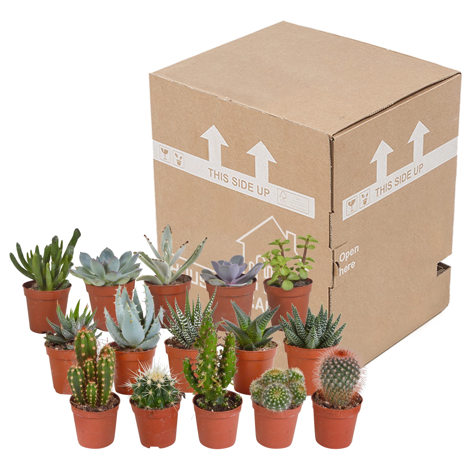 Mix di Cactus e Succulente Vere, da Interno, Assortiti, 5.5 cm, 15 Pezzi