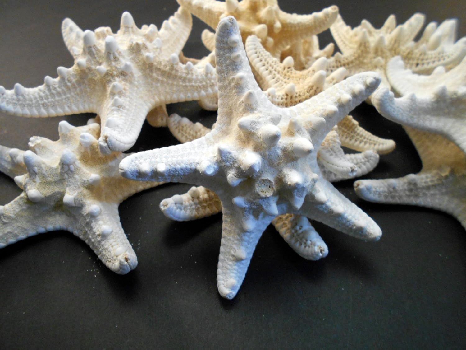Set of 12 White Knobby Starfish for Beach Wedding Crafts and Decor 4-6 (100-150 mm) Nautical Coastal Beach Cottage Decor