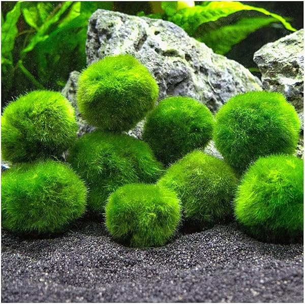 Marimo (2-3 cm) - Alga Palla Cladophora Aegagropila Muschio con Certificazione, Decorazione Naturale per Acquari, Terrari e Bomboniere - Spedizione sigillata 100% umidità (10 pezzi) - 3