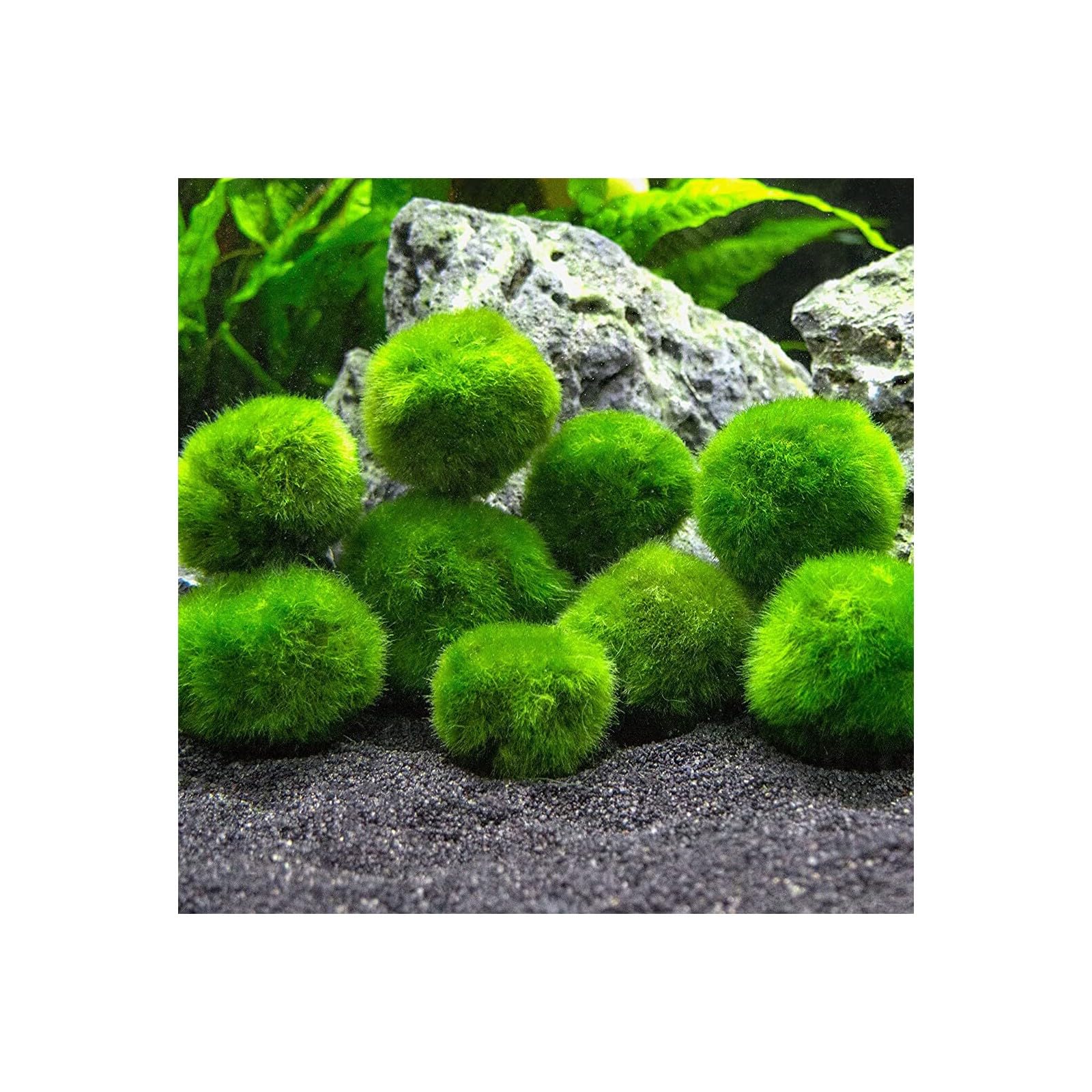 Marimo (2-3 cm) - Alga Palla Cladophora Aegagropila Muschio con Certificazione, Decorazione Naturale per Acquari, Terrari e Bomboniere - Spedizione sigillata 100% umidità (2 pezzi)