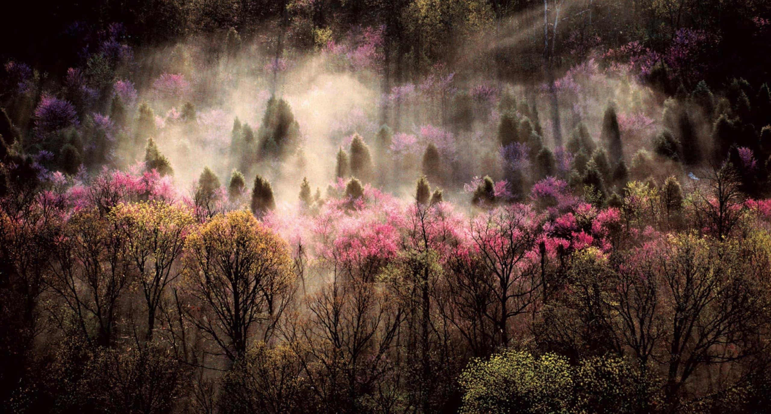 Un mondo di bellezza. Ediz. a colori
