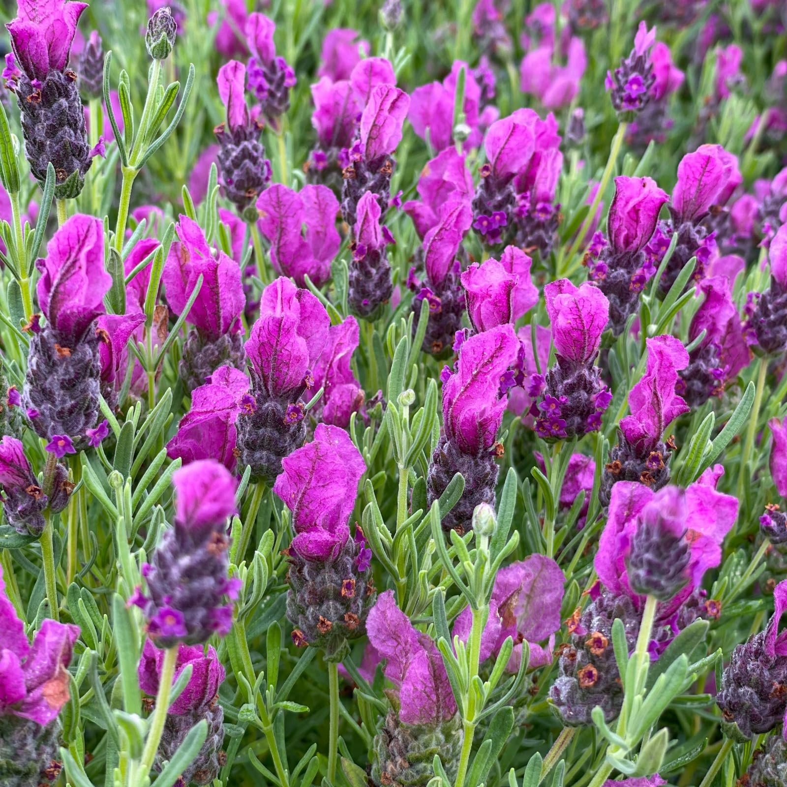 Carbeth Plants French Lavender Papillon Plant 2 x 1L Pot - Lavandula Stoechas Fragrant Compact Hardy Perennial - Outdoor Garden Ready Shrub - Ideal for Borders, Containers & Mediterranean Gardens