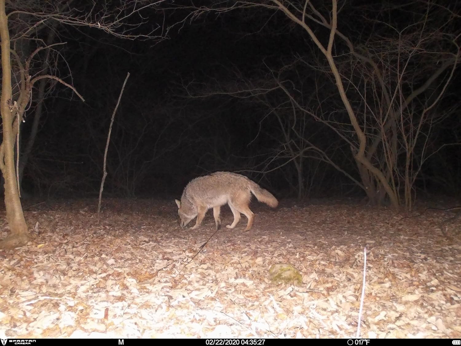 Spartan Lumen 1080P HD 24MP Dual Flash LED Wide Angle Non Cellular Trail Camera with 32GB Micro SD Card SR5-CX