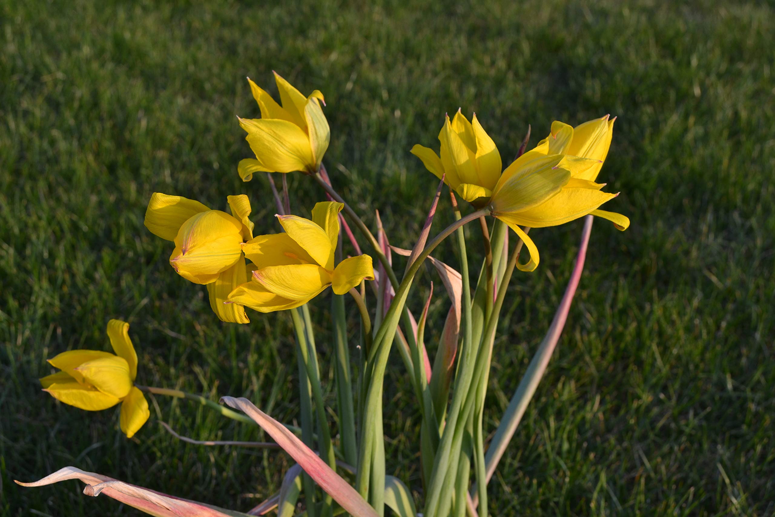 Blumenzwiebeln Tulpenzwiebeln Tulipa sylvestris; (florentina odorata) Lady Tulpe (50 Zwiebeln)