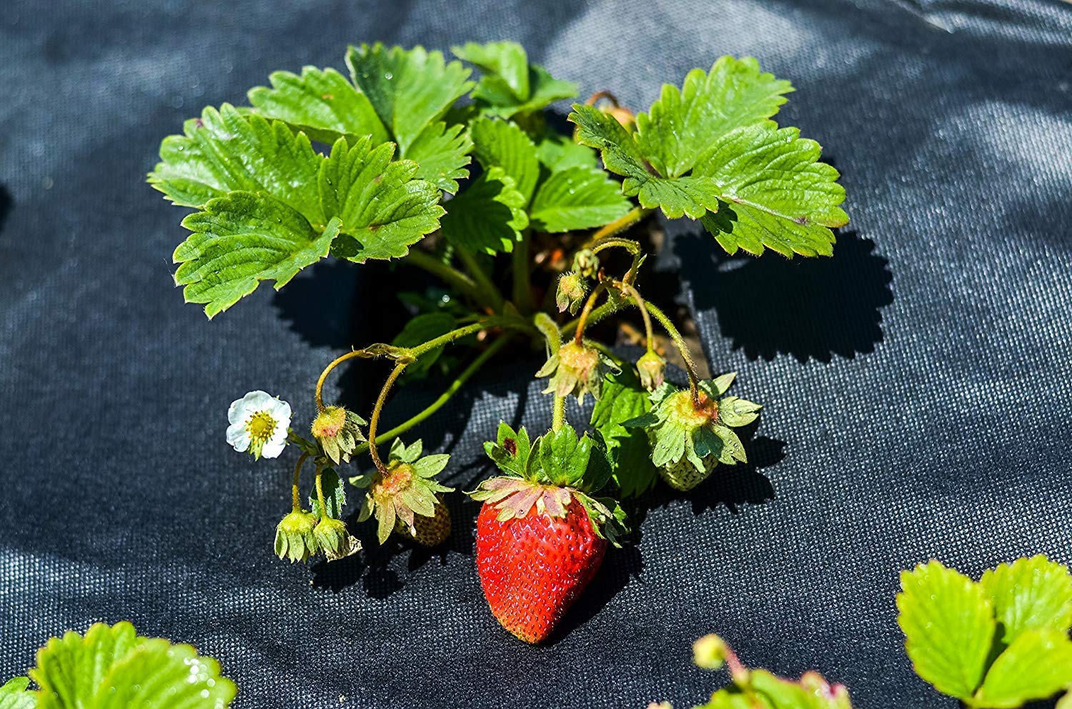 Aquagart Włóknina przeciw chwastom, 40 m, czarna PES – 150 g, folia ochronna do ogrodu i podwyższonej grządki, włóknina ogrodowa i blokada przeciw chwastom, przepuszczająca wodę folia przeciw chwastom, wytrzymała włóknina ochronna o szerokości 1,5 m