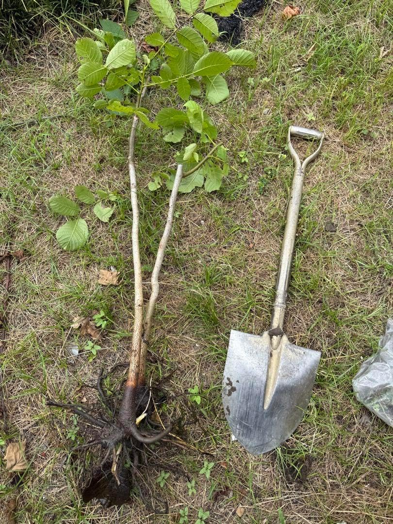 信濃クルミ３年以上1苗 信濃クルミ3年以上1苗 信濃クルミ苗木の通販 | 価格比較なら