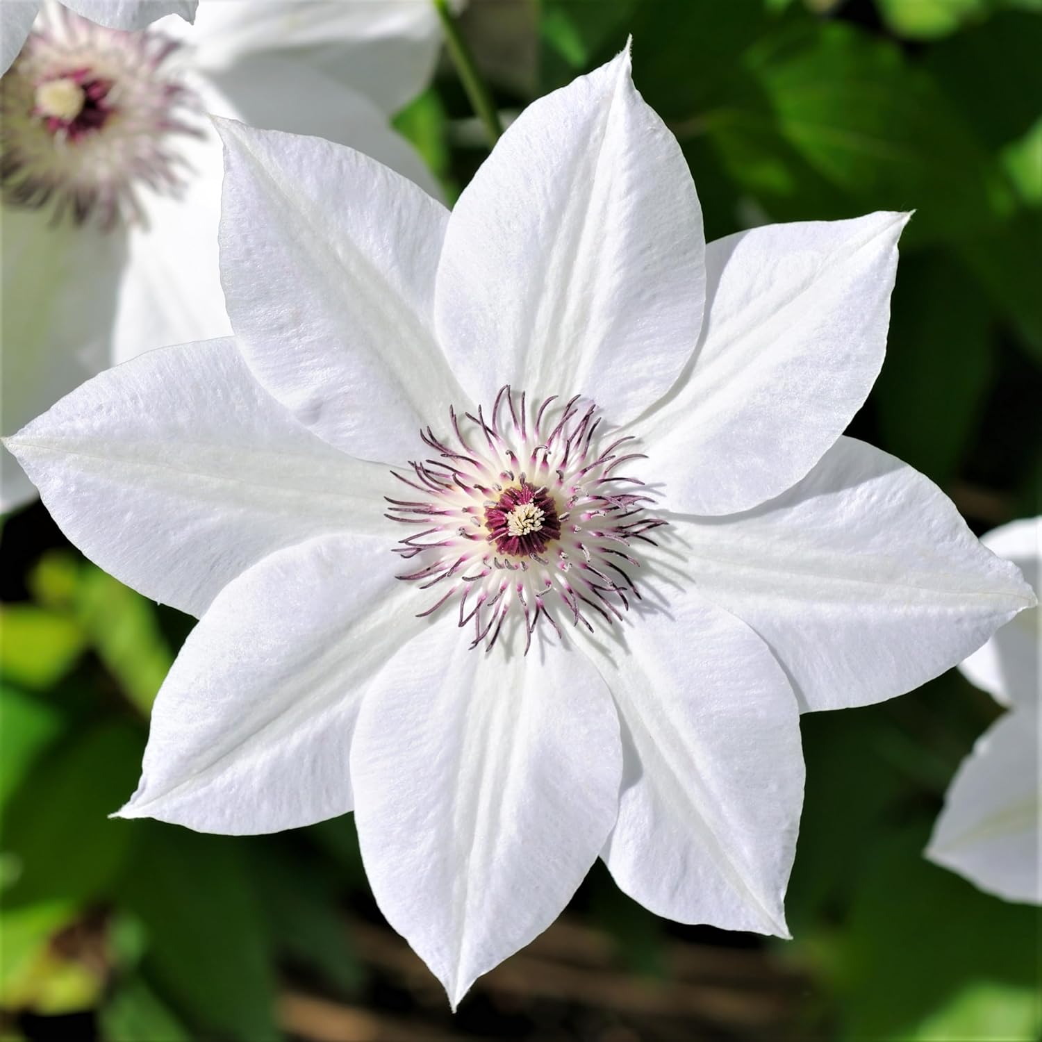 Easy to Grow Clematis Henryi 1 Potted Plant - Established Flowering Vine Rooted in a 4" Quart Pot, Spring White Blooms in Summer
