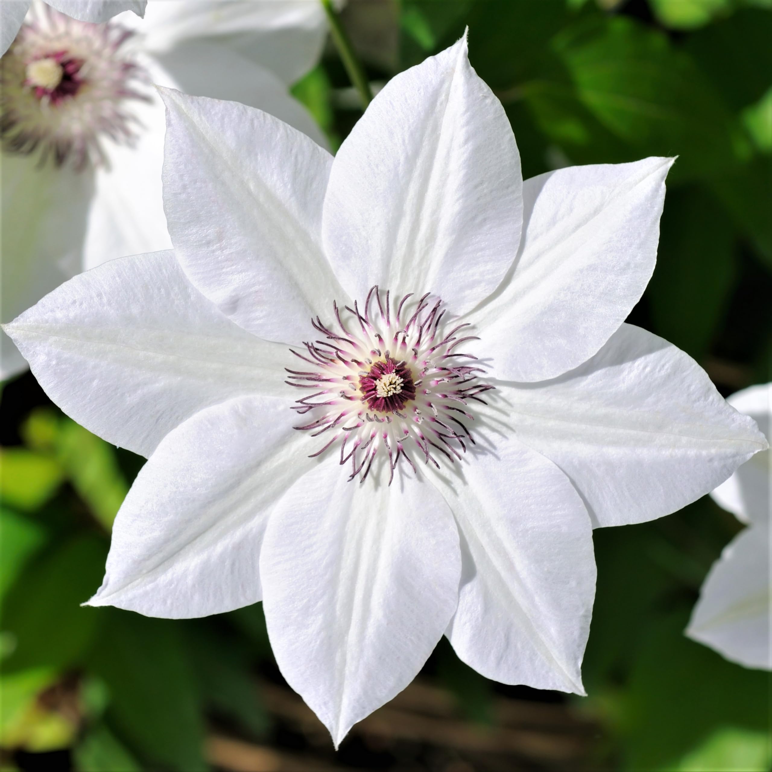 Easy to Grow Clematis Henryi
