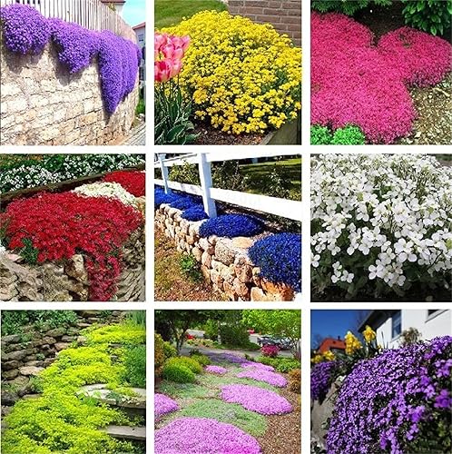 Miniatura 2 de zcbang Semillas de tomillo rastrero de color mixto más de 200 piezas de berro perenne cubierta de jardín