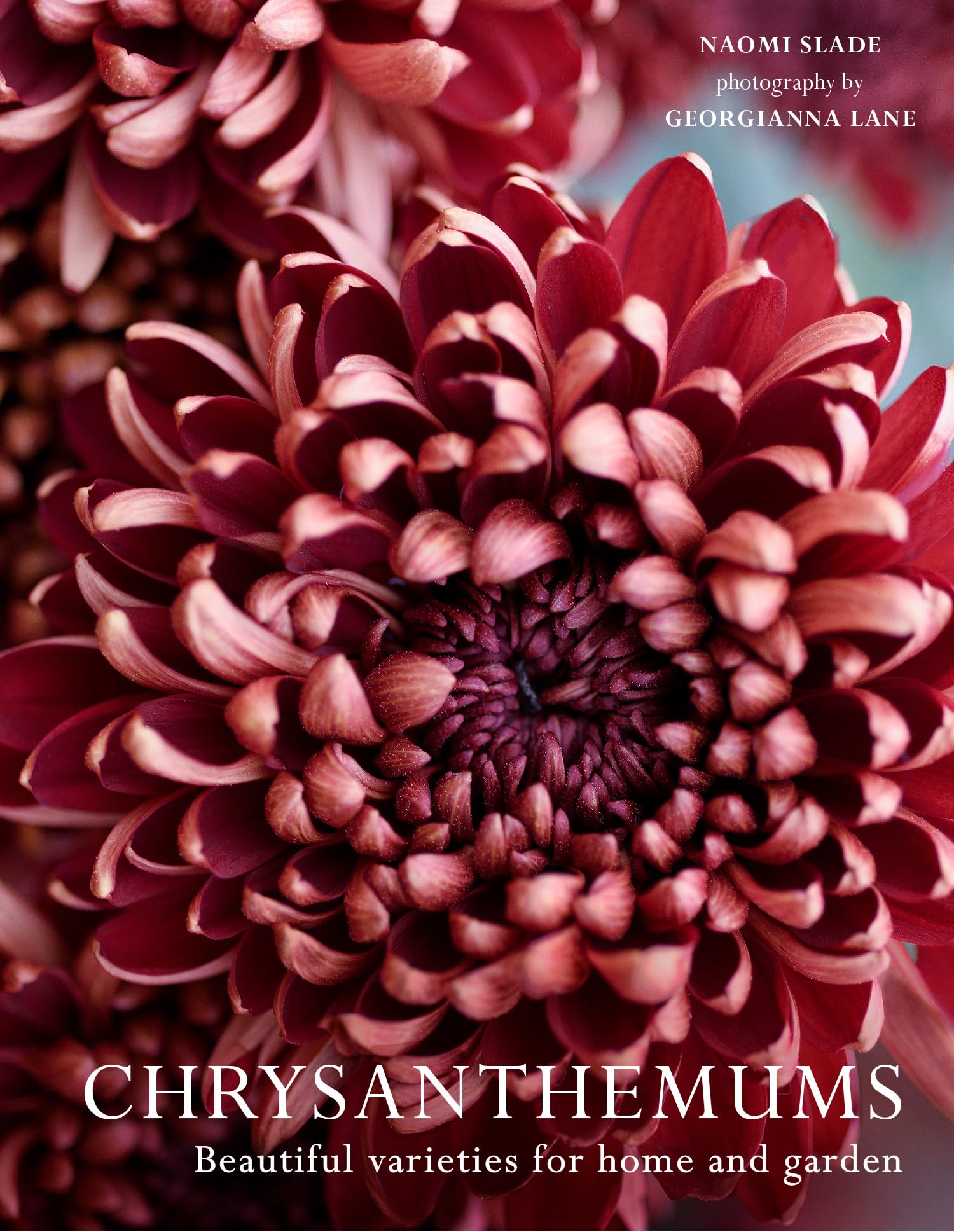 Chrysanthemums: The ultimate guide for growing and cutting flower varieties for the home and garden